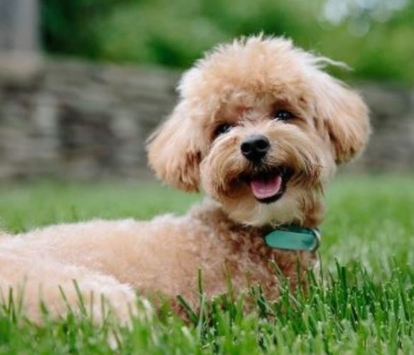 Happy Tails - Toilettage à domicile — photo