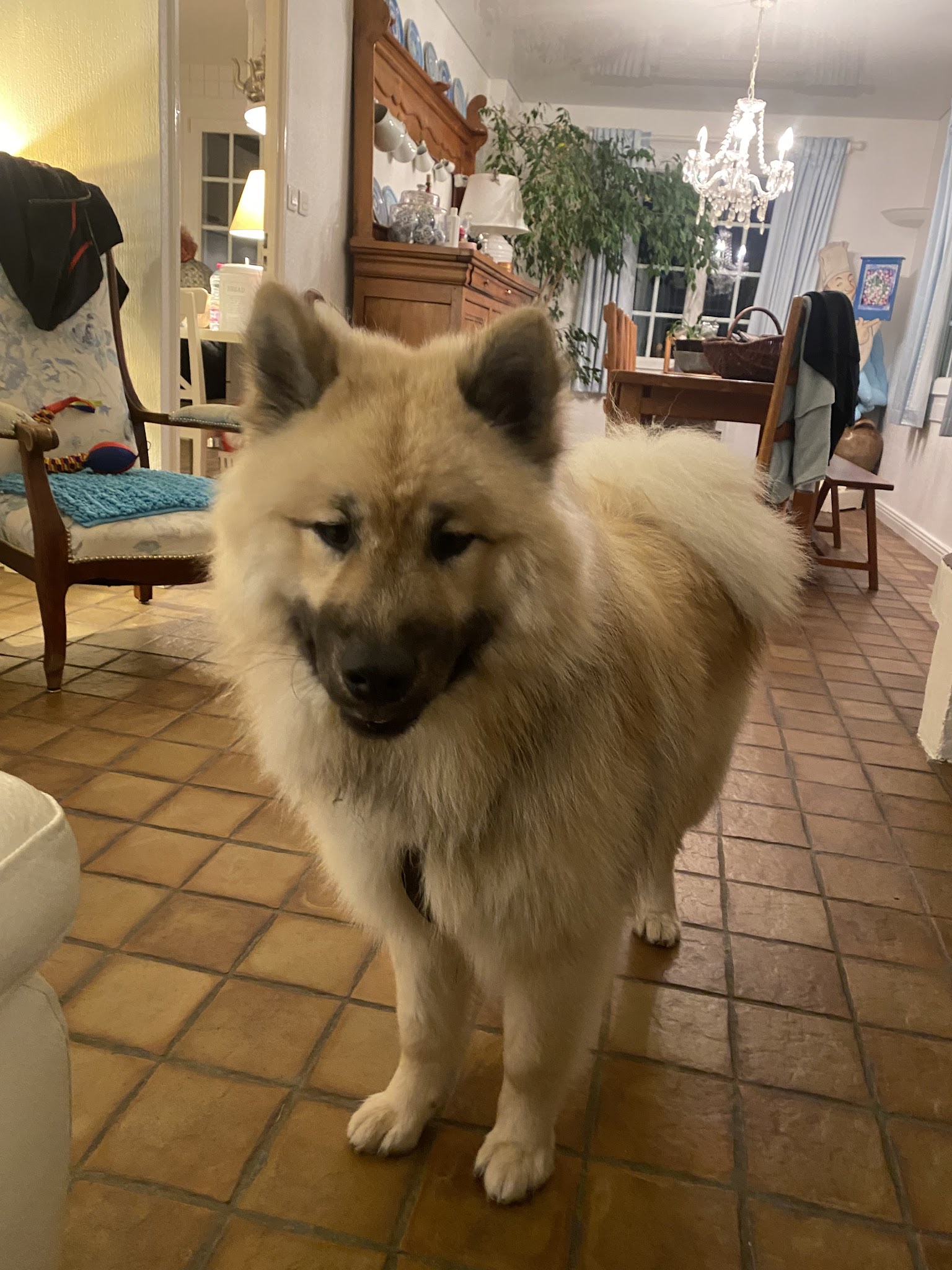 Happy Tails - Toilettage à domicile — photo