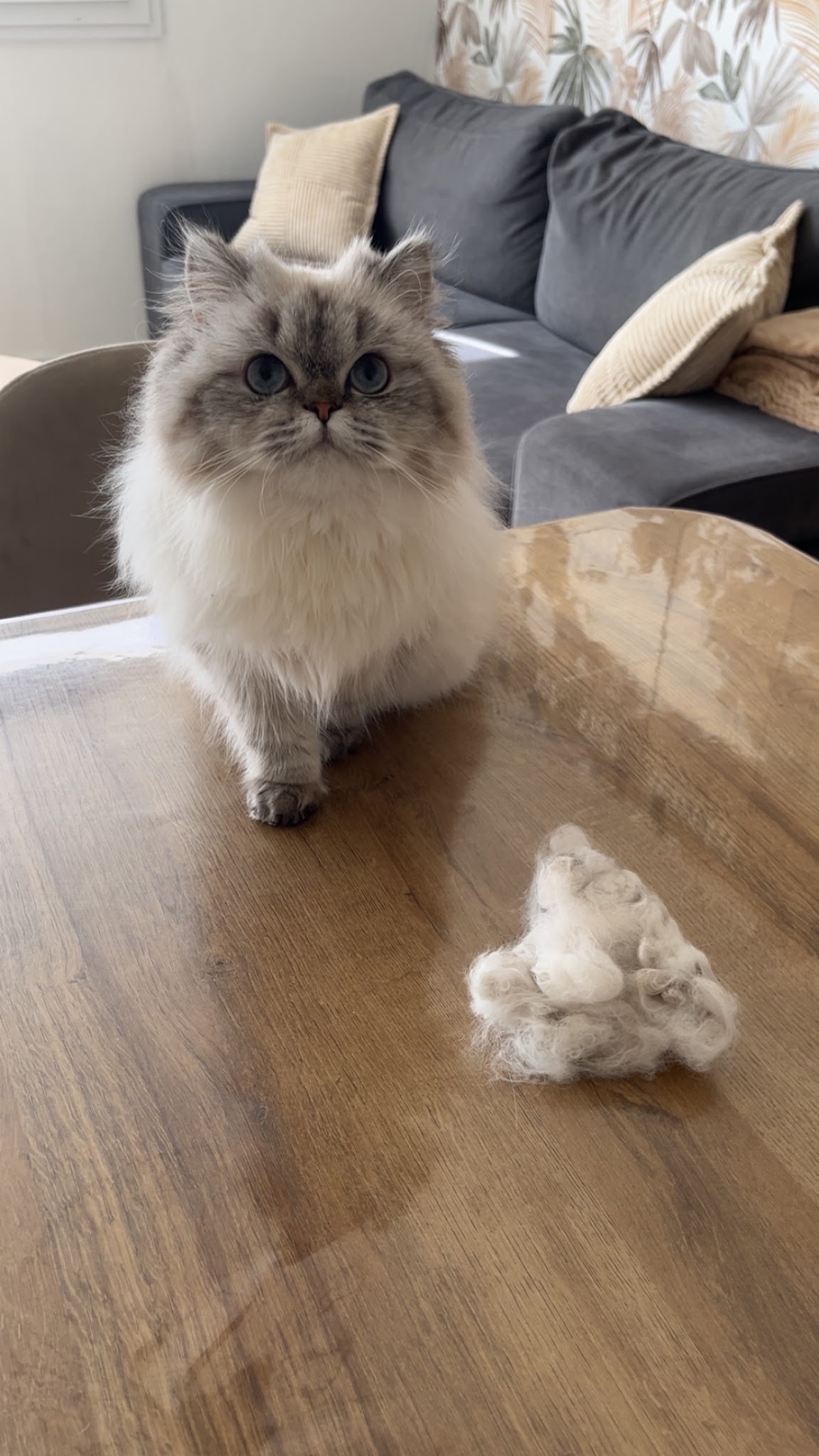 Happy Tails - Toilettage à domicile — photo