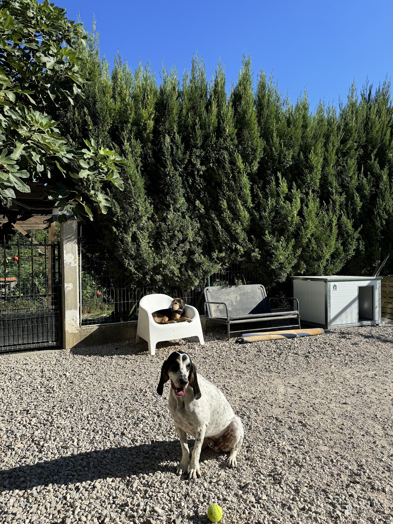 Noun'Animaux Services — photo