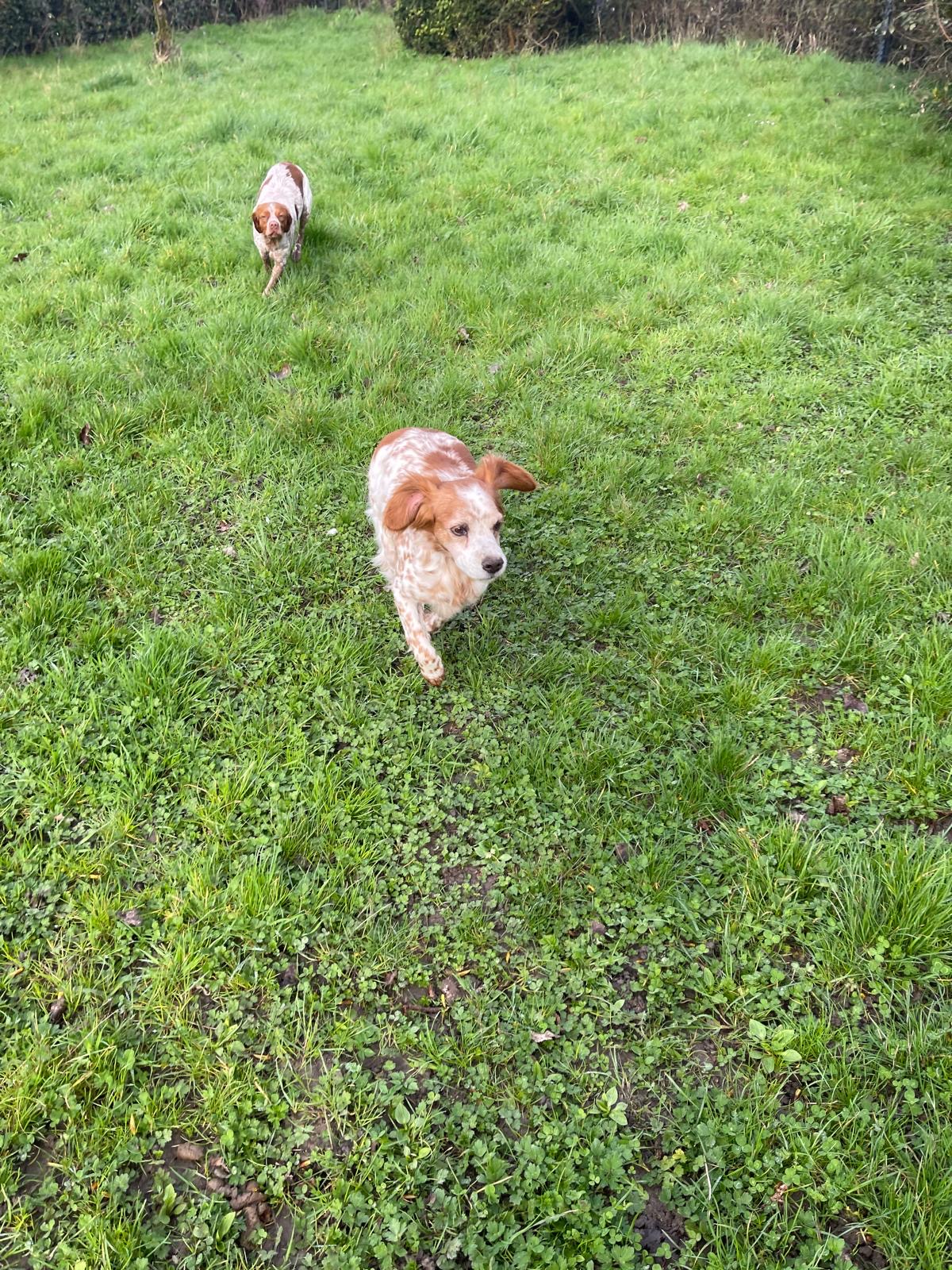 Élevage et Pension canine de la Douce Source: Éleveur de Westie (West Highland white terrier) et de Golden (Golden Retriever) — photo