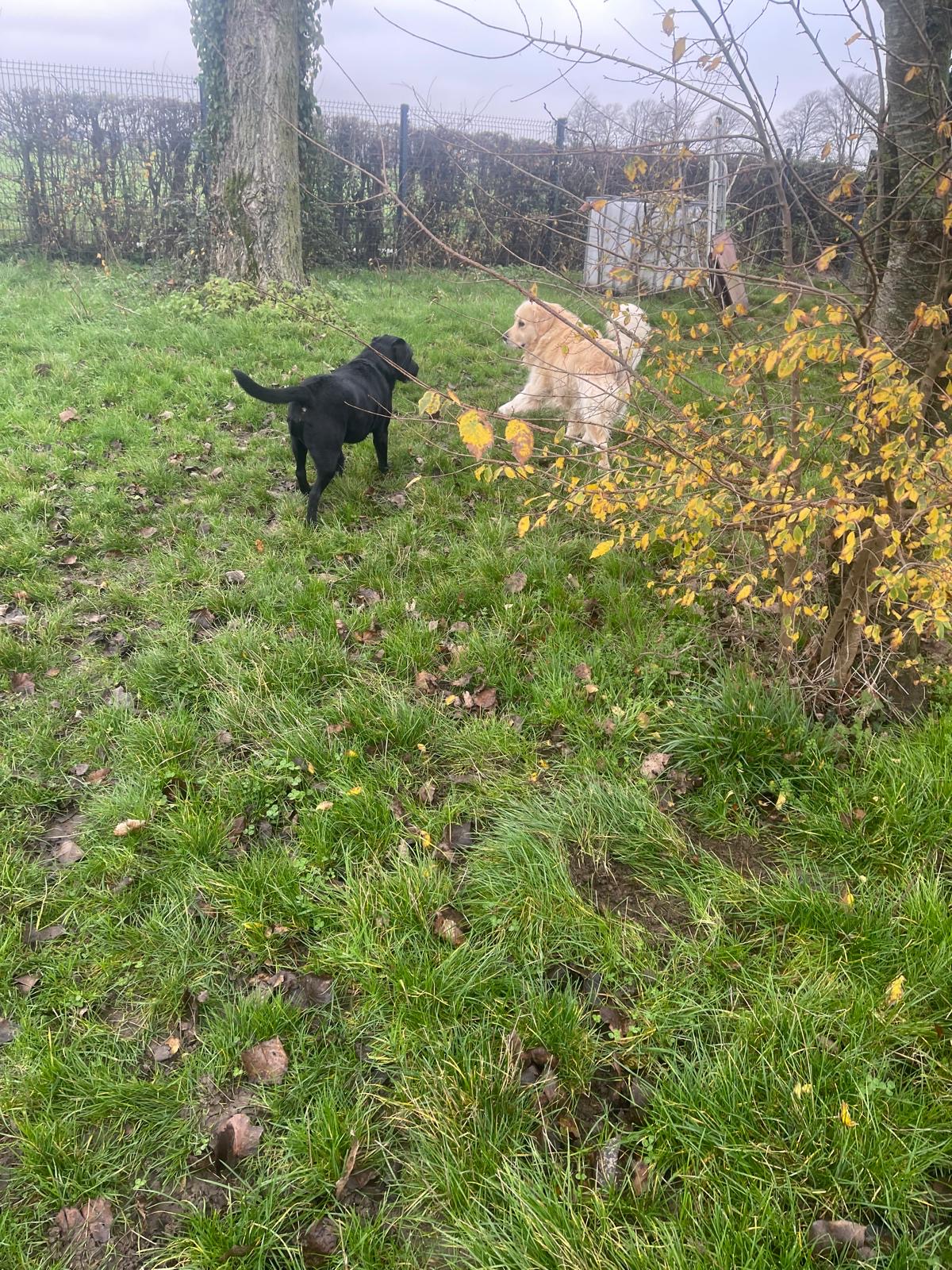 Élevage et Pension canine de la Douce Source: Éleveur de Westie (West Highland white terrier) et de Golden (Golden Retriever) — photo