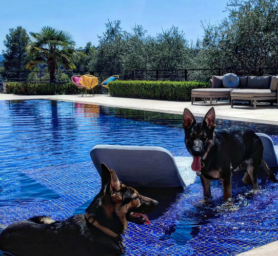 Dog Garden: Garderie Canine & Education 06 Antibes Vallauris Sophia Antipolis
