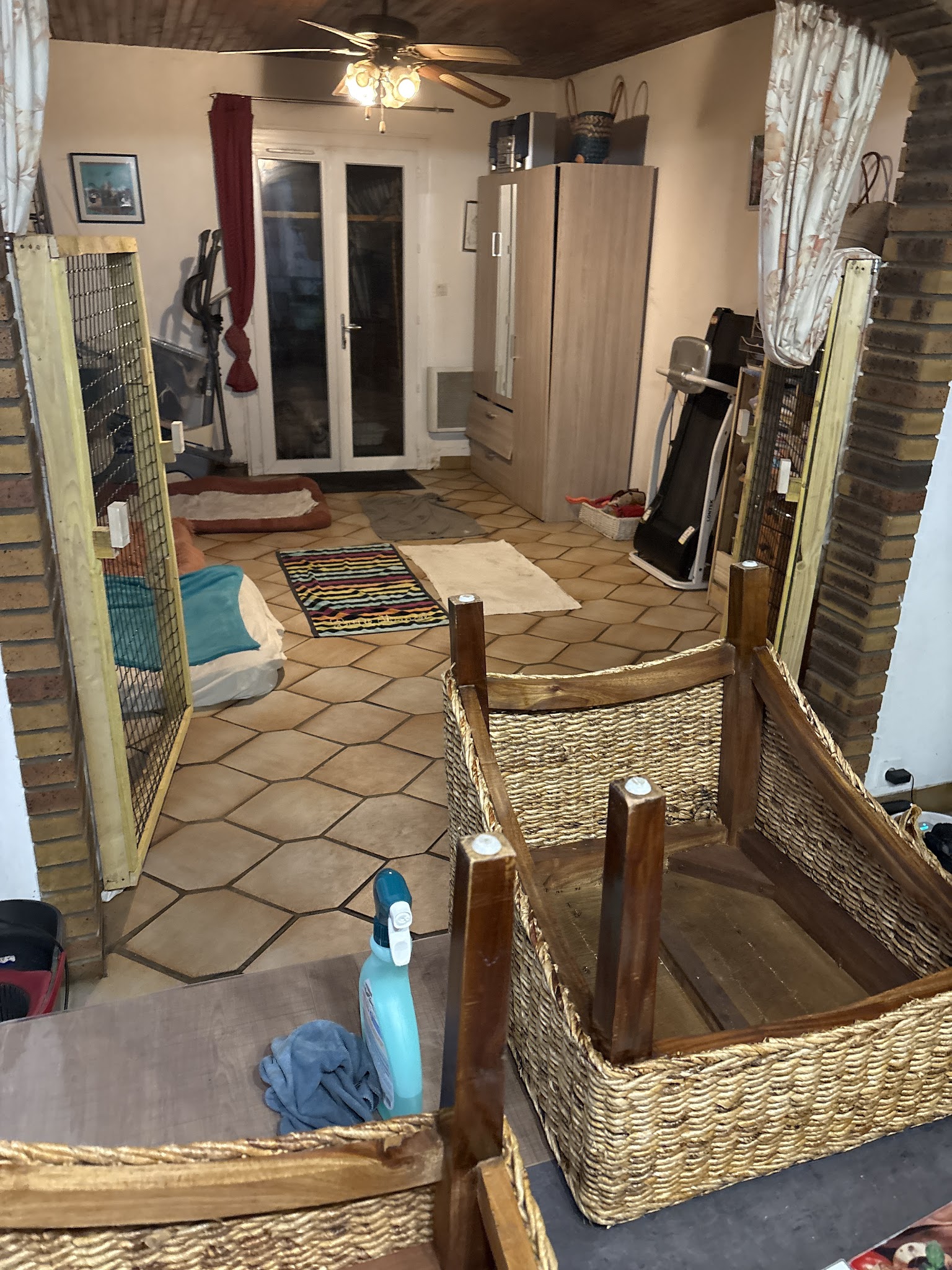 Pension Canine - Popo la bonne patte — photo