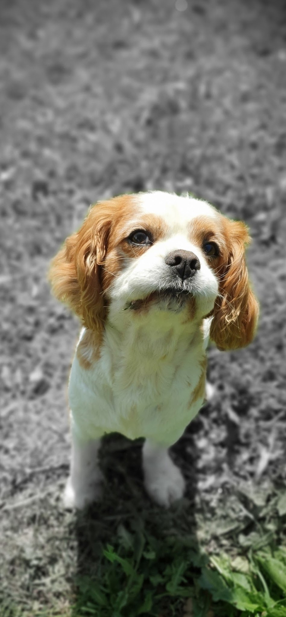 ÉduC'anine - Jura / Educateur Canin / Dresseur Canin/Pension Canine — photo