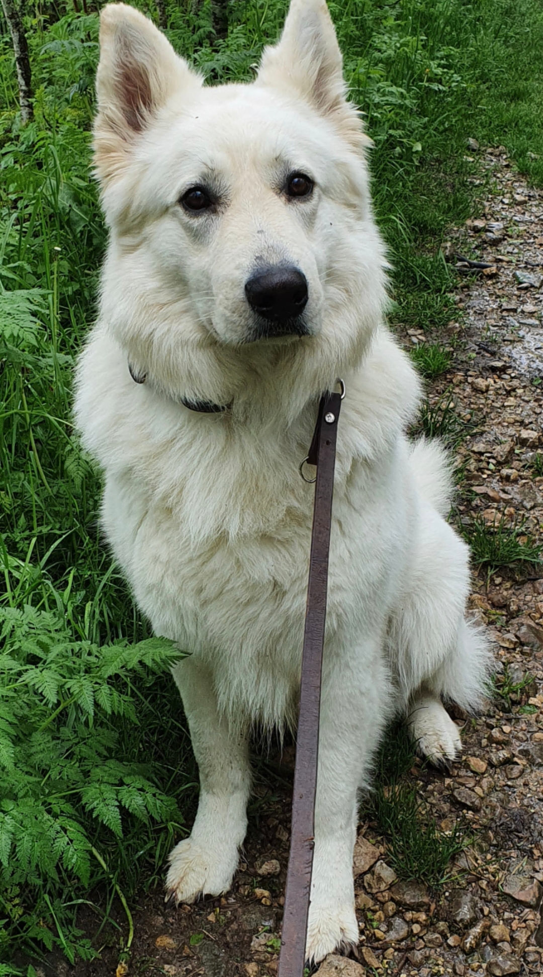 ÉduC'anine - Jura / Educateur Canin / Dresseur Canin/Pension Canine — photo