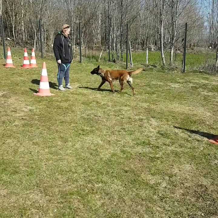 ÉduC'anine - Jura / Educateur Canin / Dresseur Canin/Pension Canine — photo