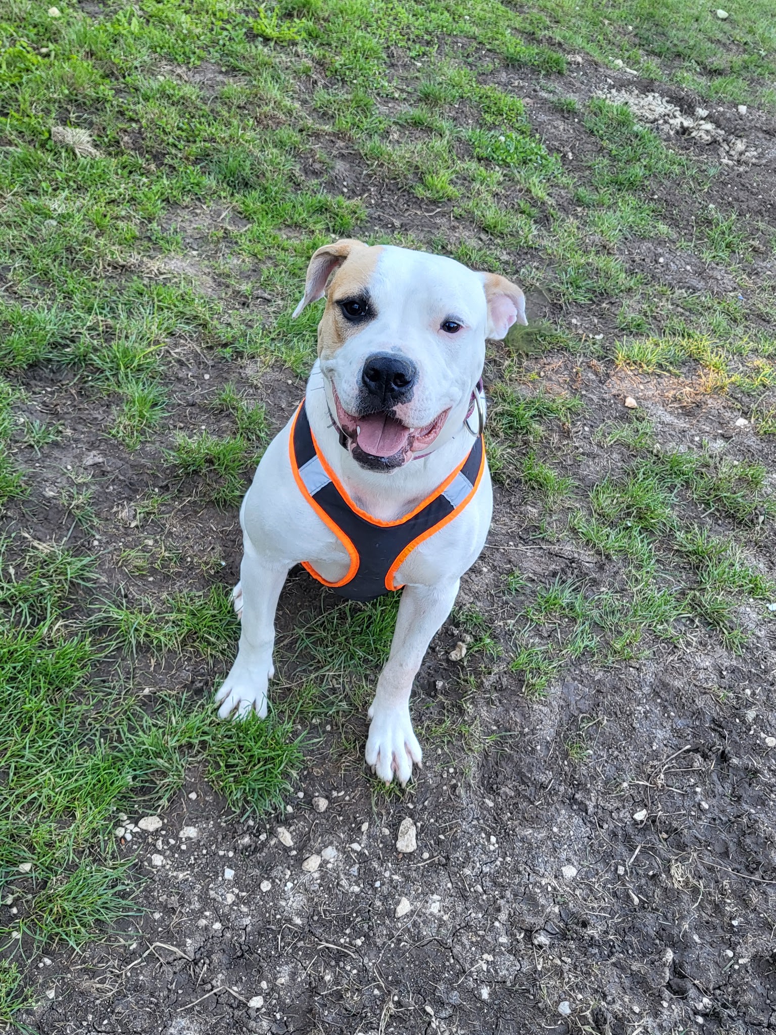 ÉduC'anine - Jura / Educateur Canin / Dresseur Canin/Pension Canine — photo