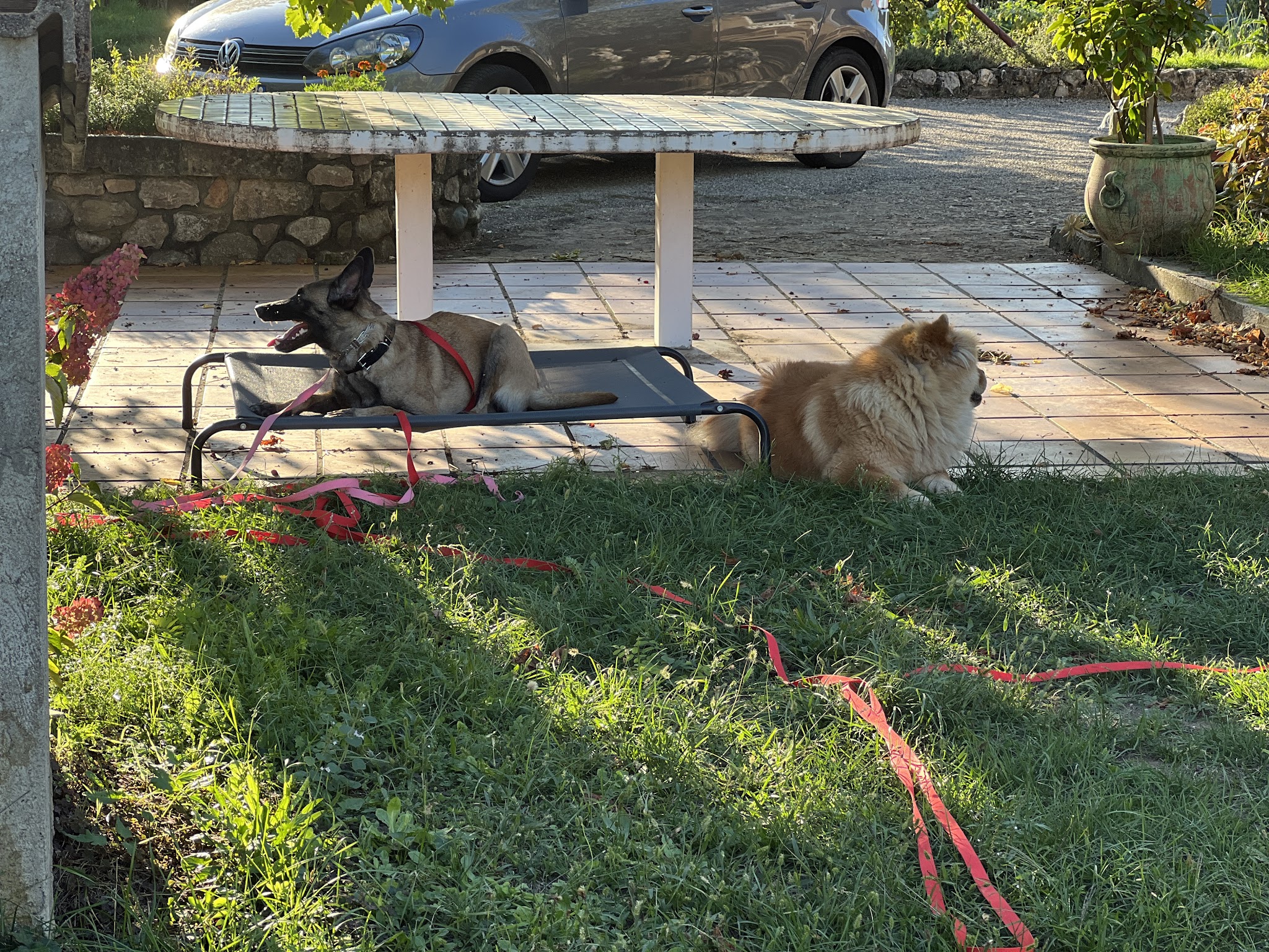 Domaine canin du château — photo