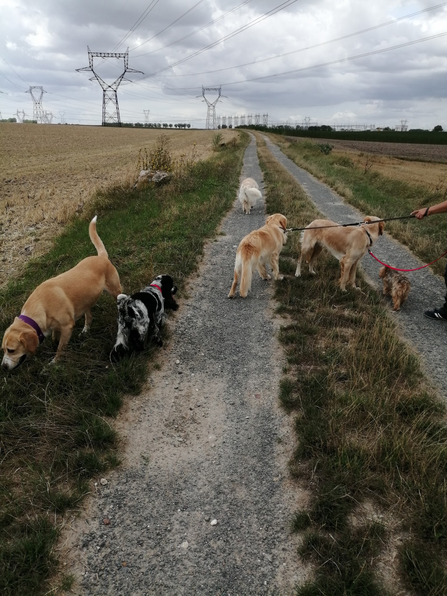 dogsitter gaelle