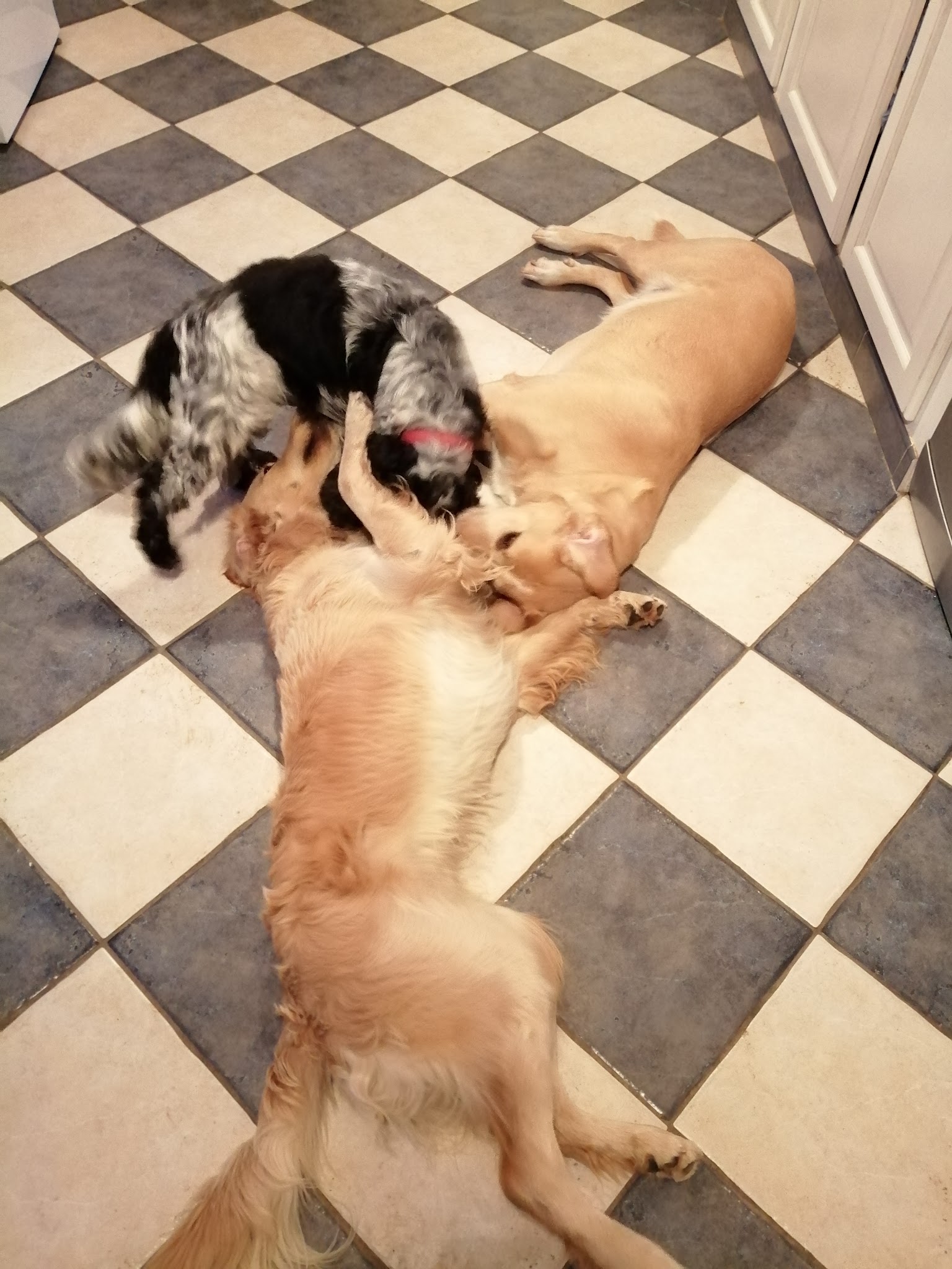 dogsitter gaelle — photo
