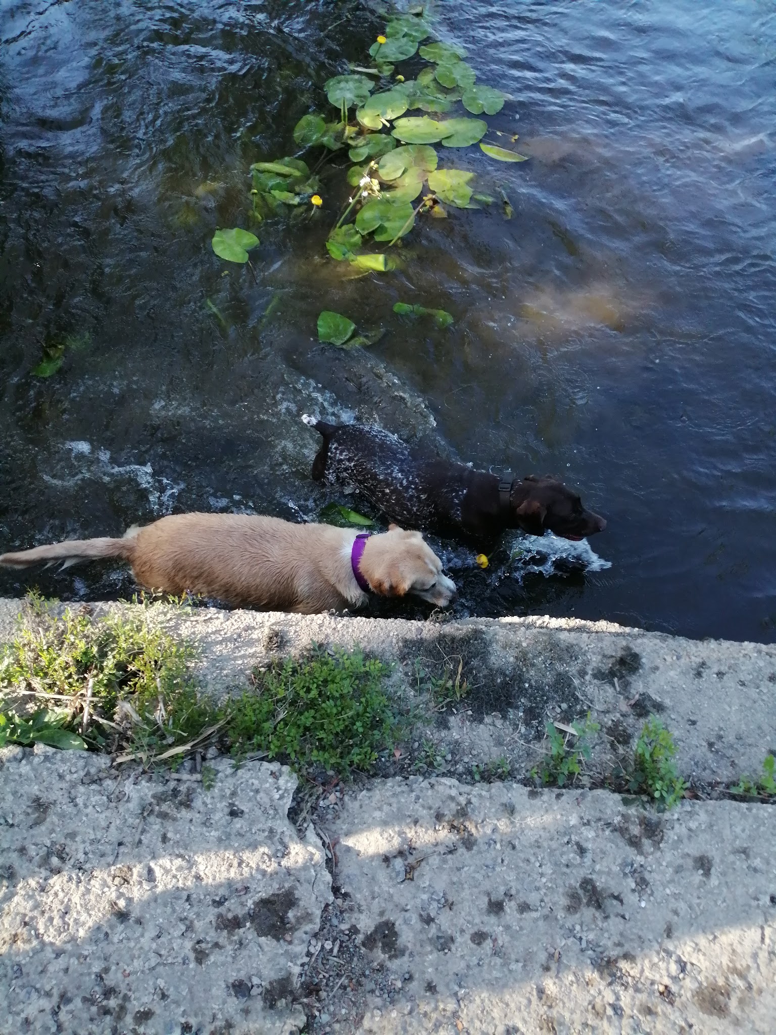 dogsitter gaelle — photo