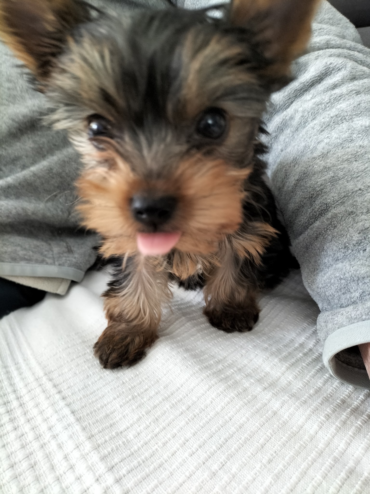 Le Chenil de Marly (chiens et chats) — photo