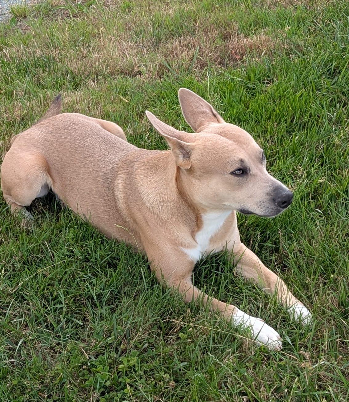 La Colo Du Chien — photo