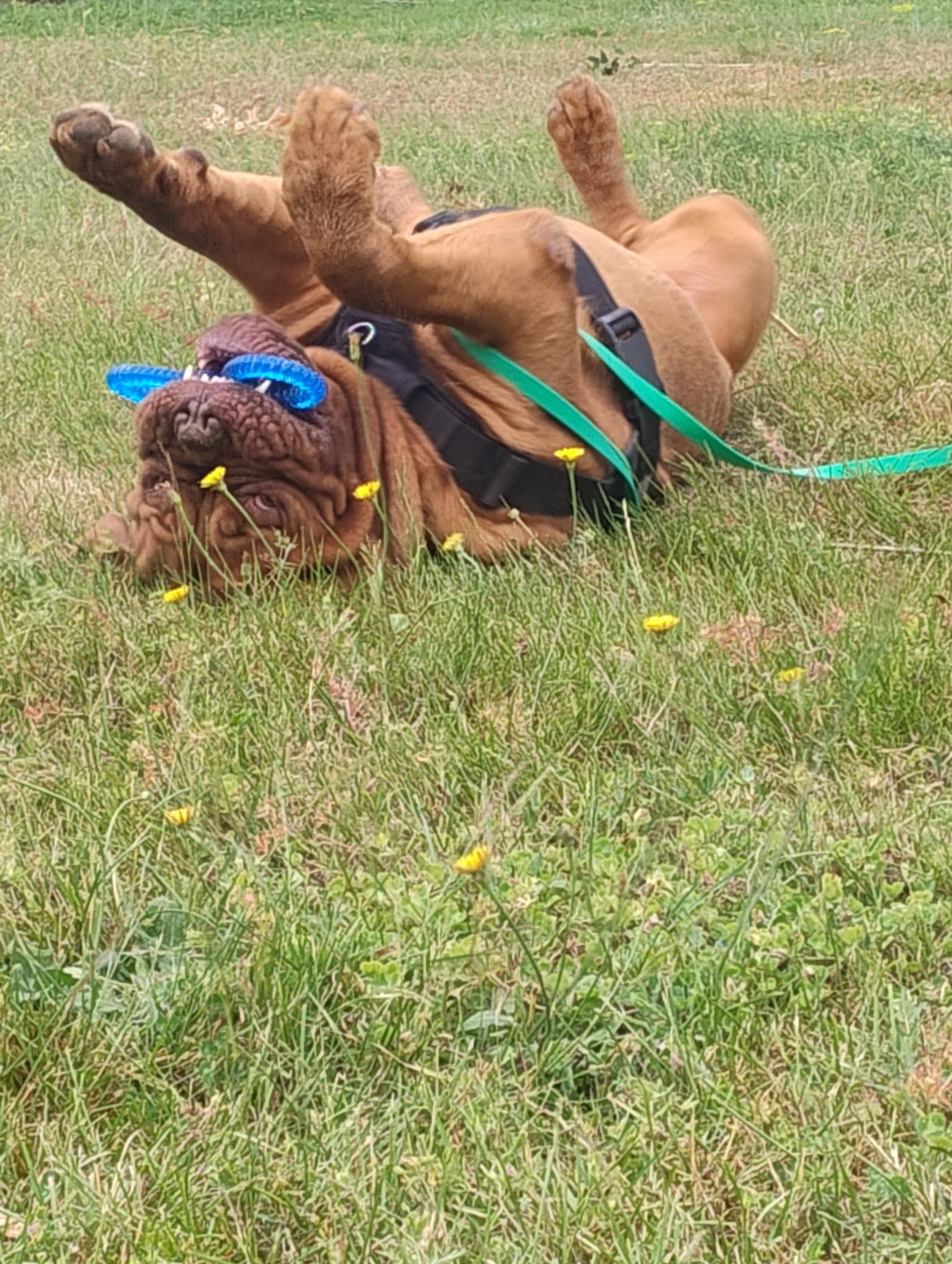 La Colo Du Chien — photo