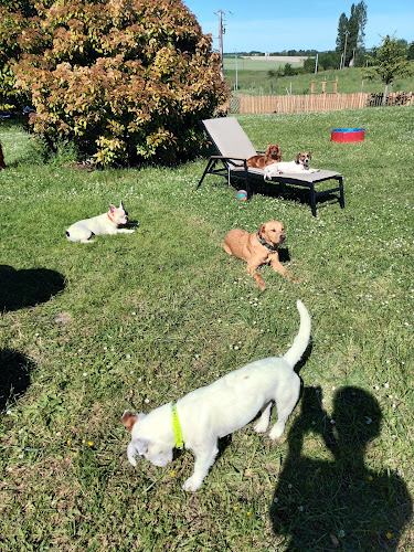 Pension canine Ze Dog House - Charente
