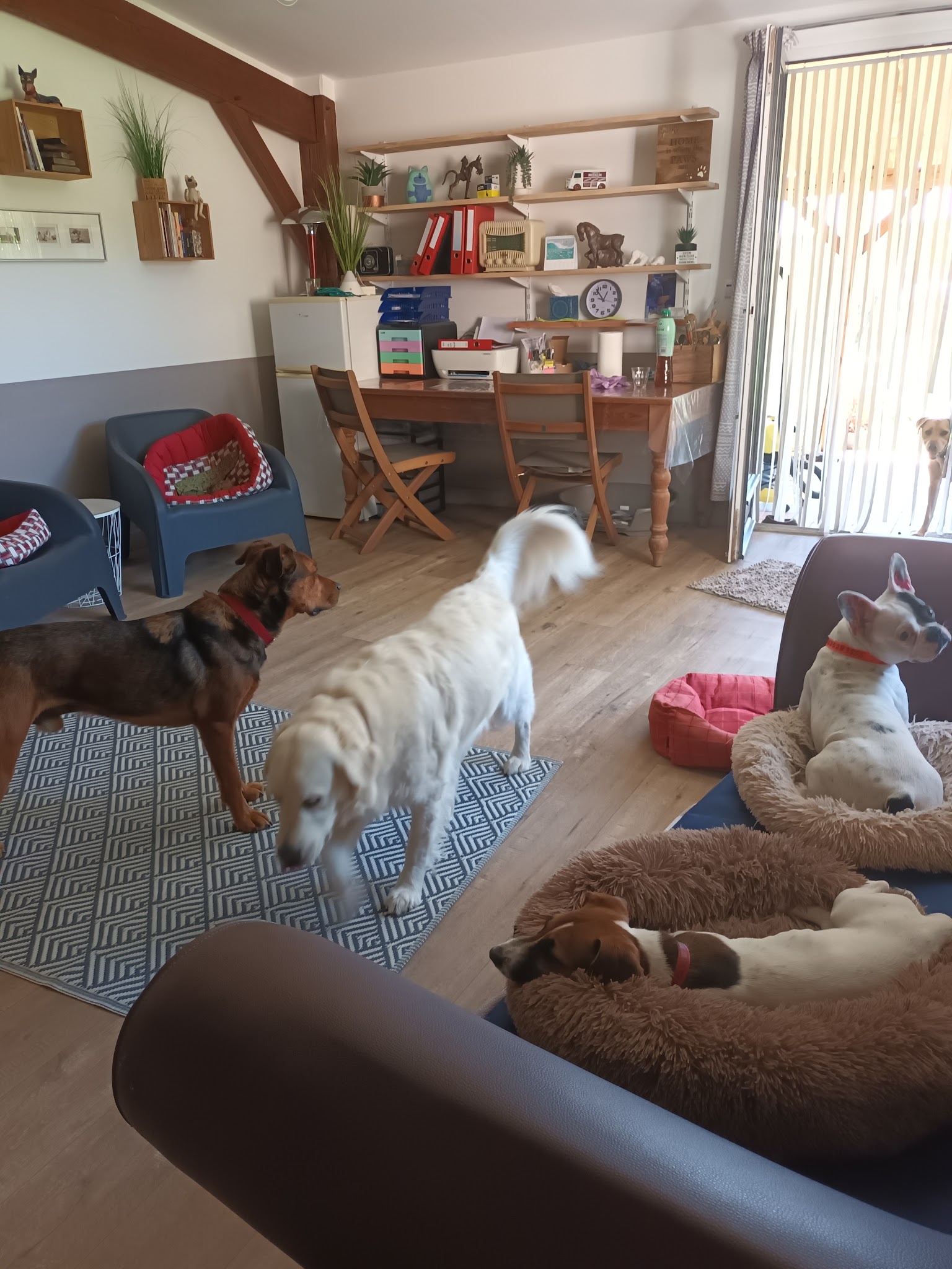Pension canine Ze Dog House - Charente — photo