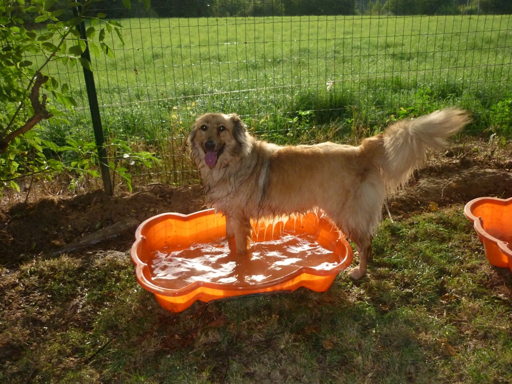 Pension canine Ze Dog House - Charente — photo