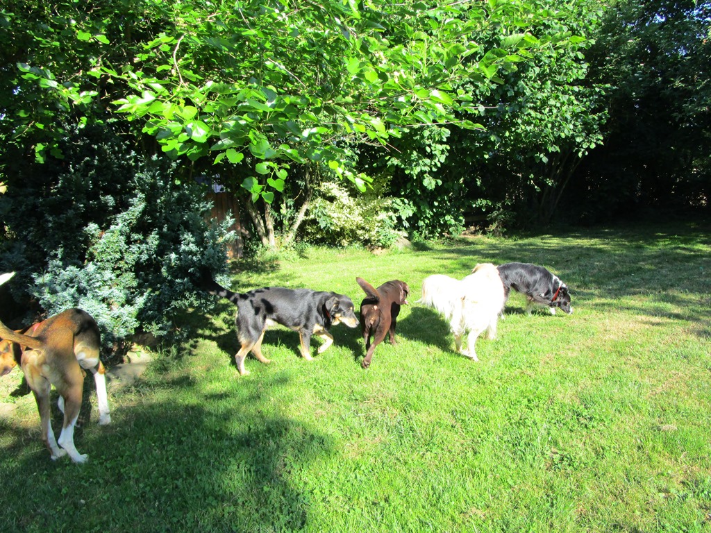 Pension canine Ze Dog House - Charente — photo
