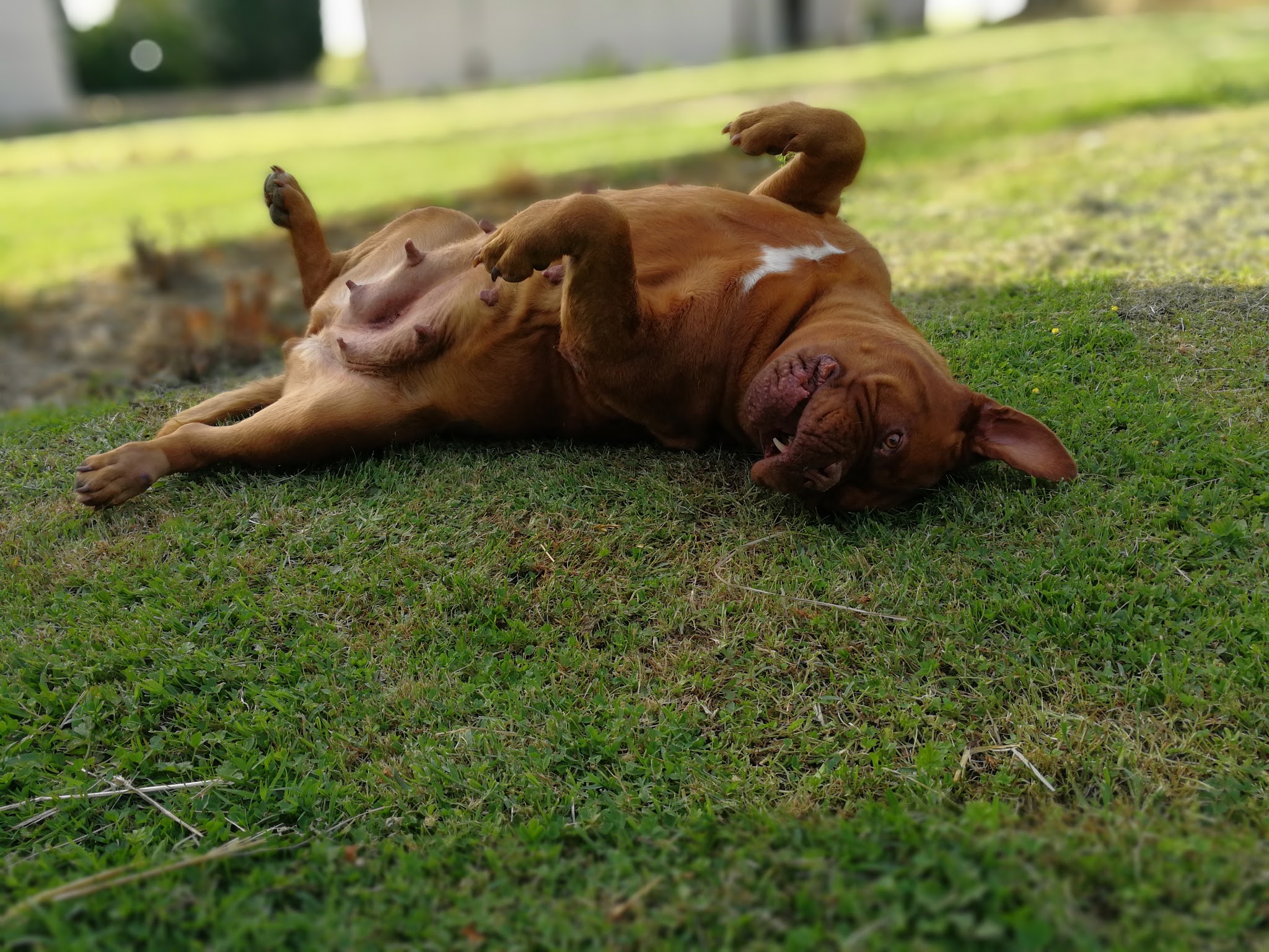 Pension Canine Innovadog — photo