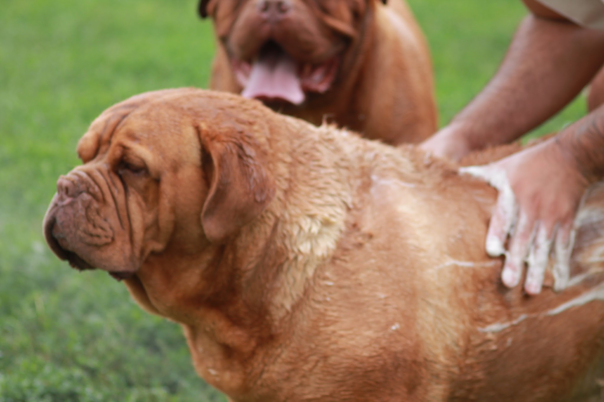 Pension Canine Innovadog — photo
