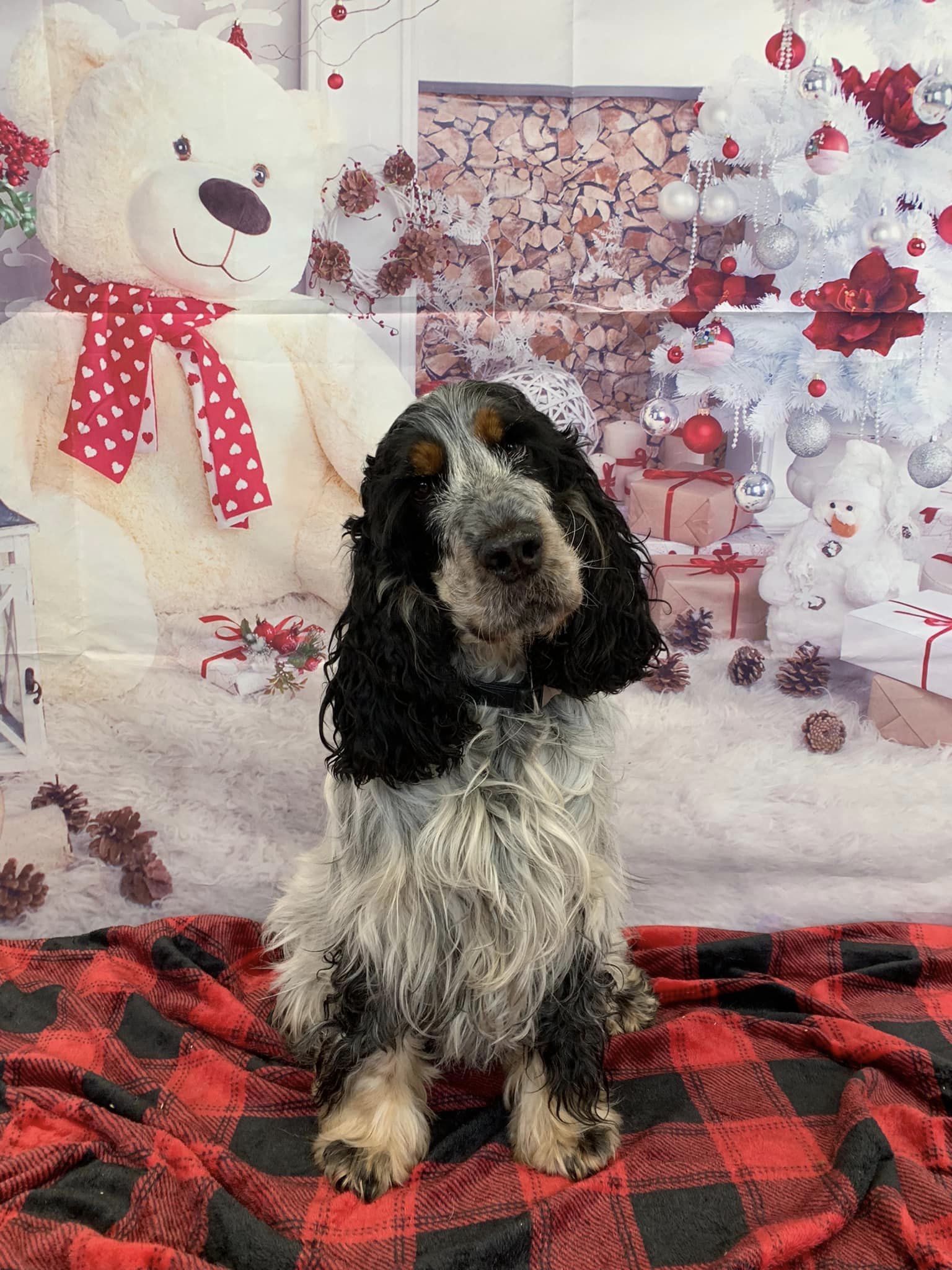 Pension Canine de la Mare de l'Oraille — photo