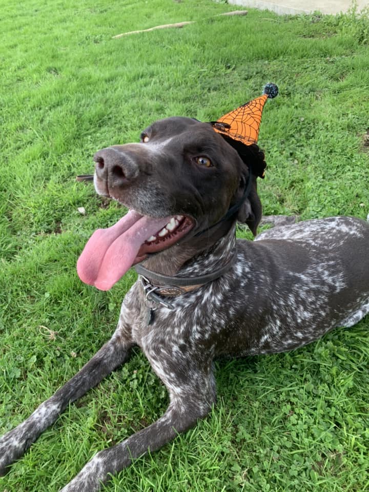 Pension Canine de la Mare de l'Oraille — photo