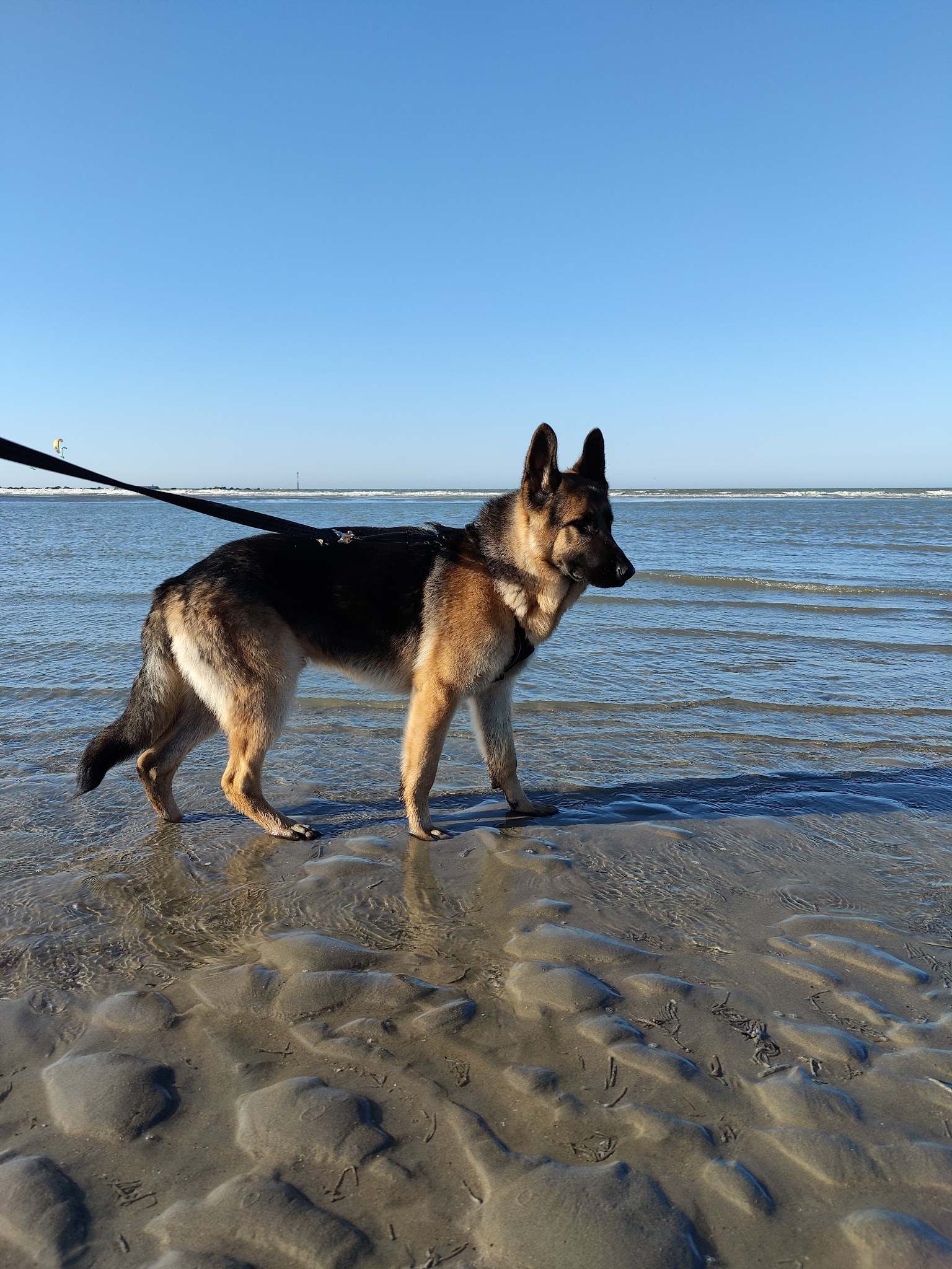 Les Aimer c'est les Garder / School of Kyda [Pension, Éducateur canin, Taxi animalier, Visites à domicile] — photo
