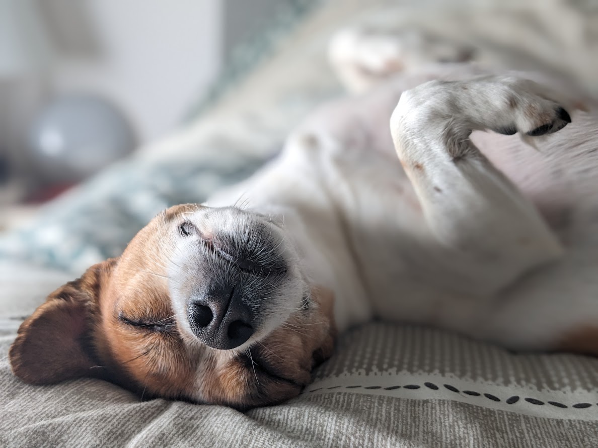 Oriane Petsitting — photo