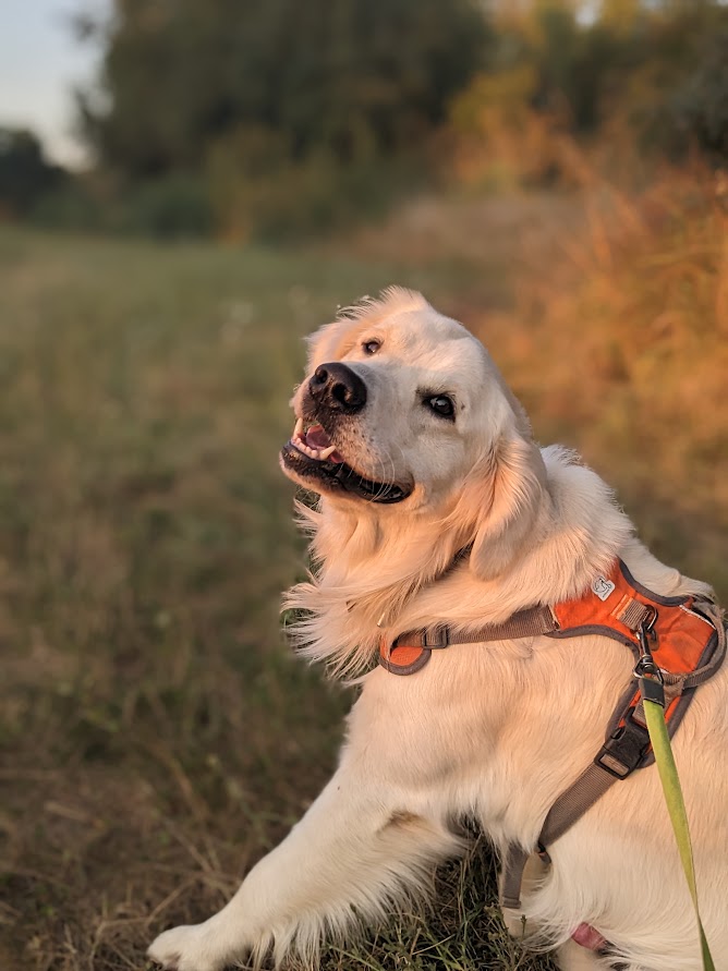 Oriane Petsitting — photo