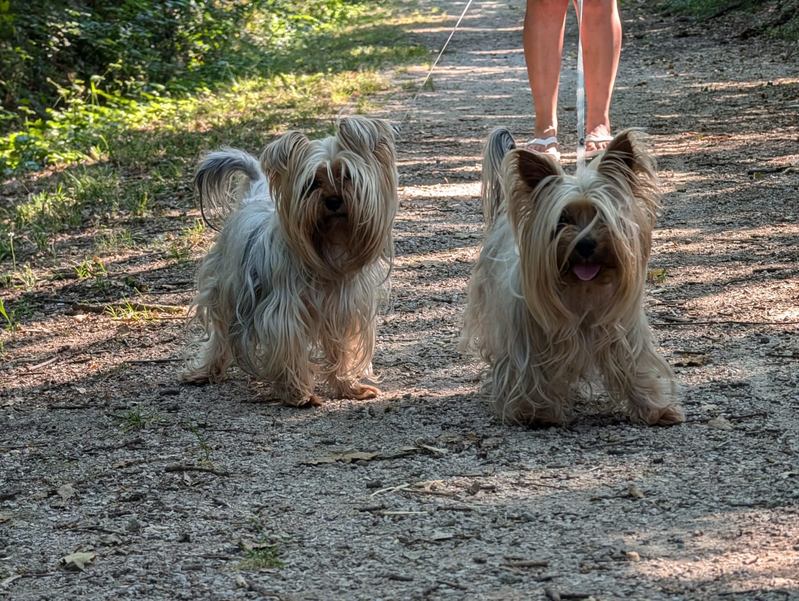 Les Chamis de Marion — photo