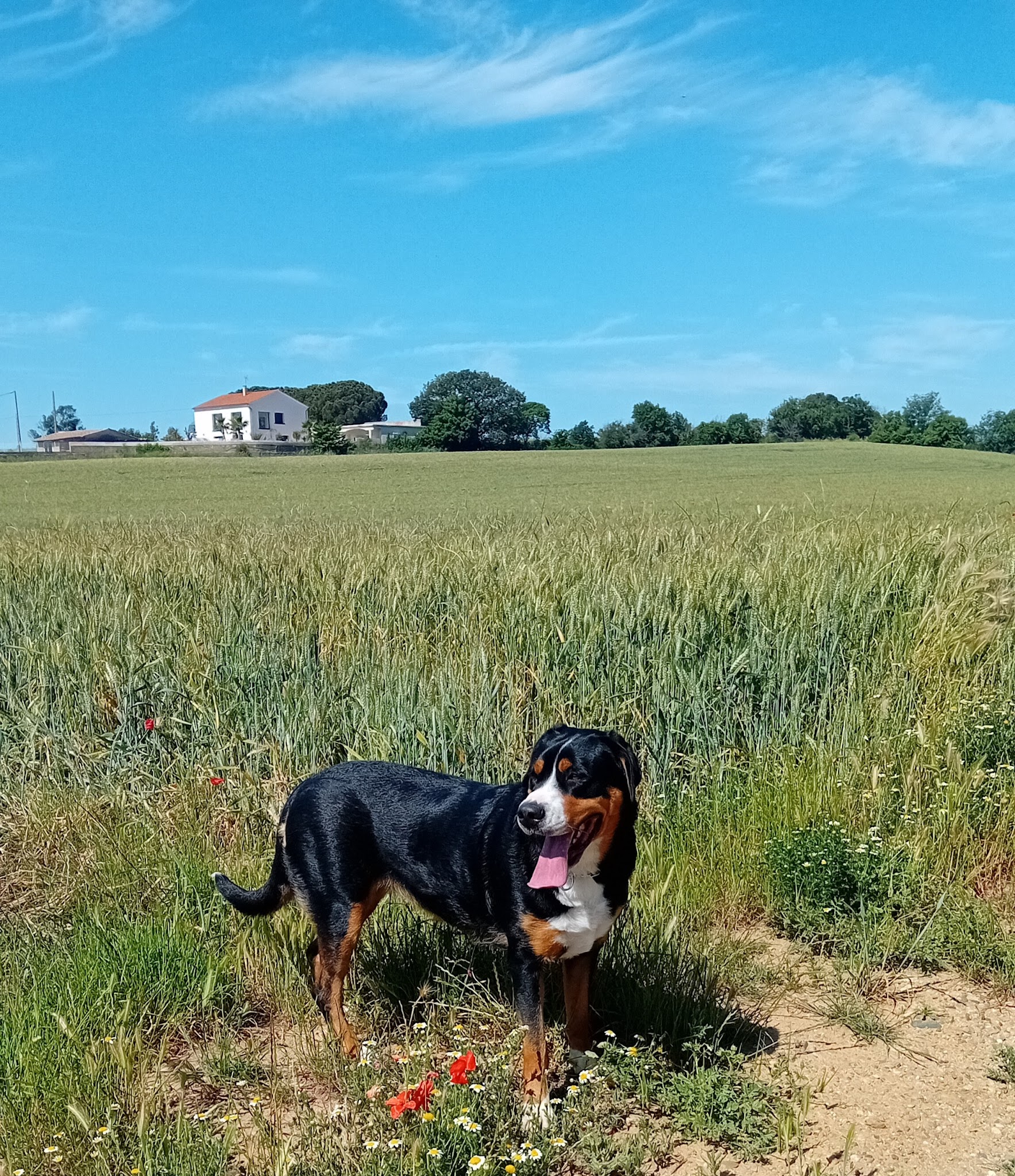 Les Amis de Liloo — photo