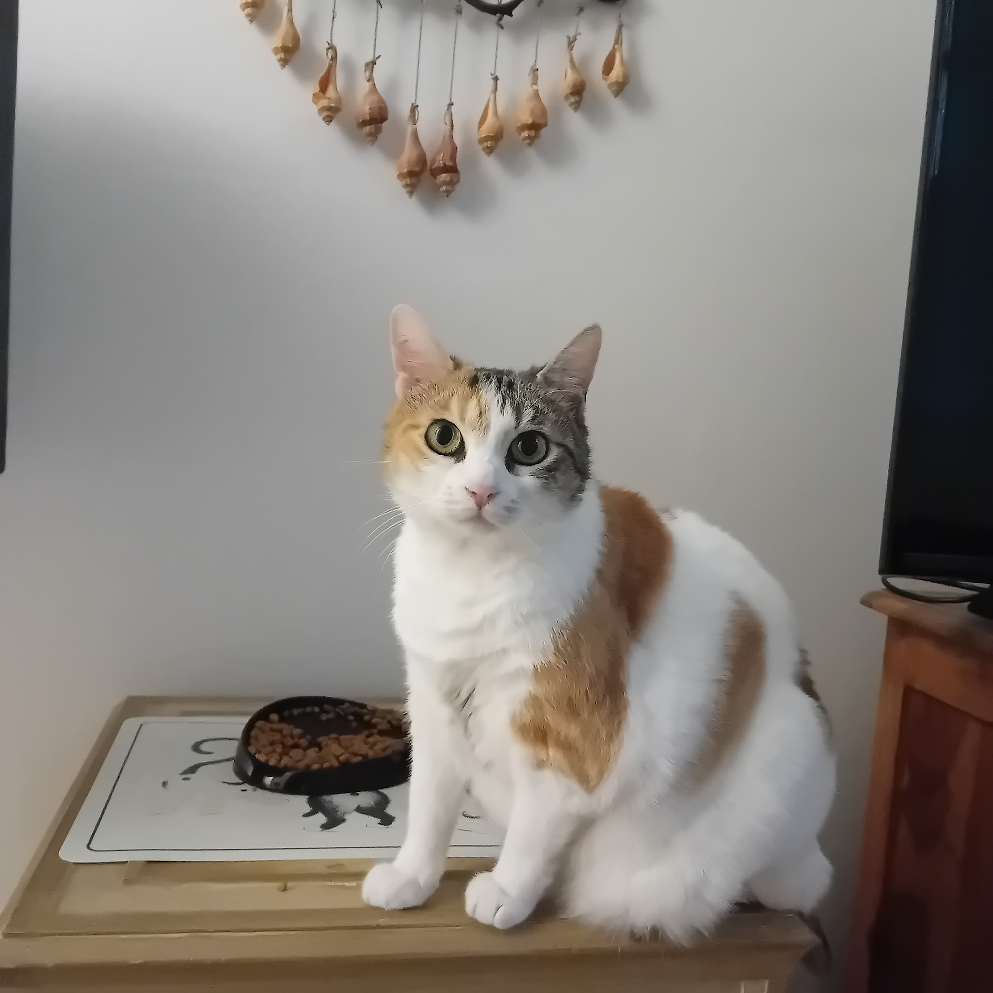 Les Amis de Liloo — photo