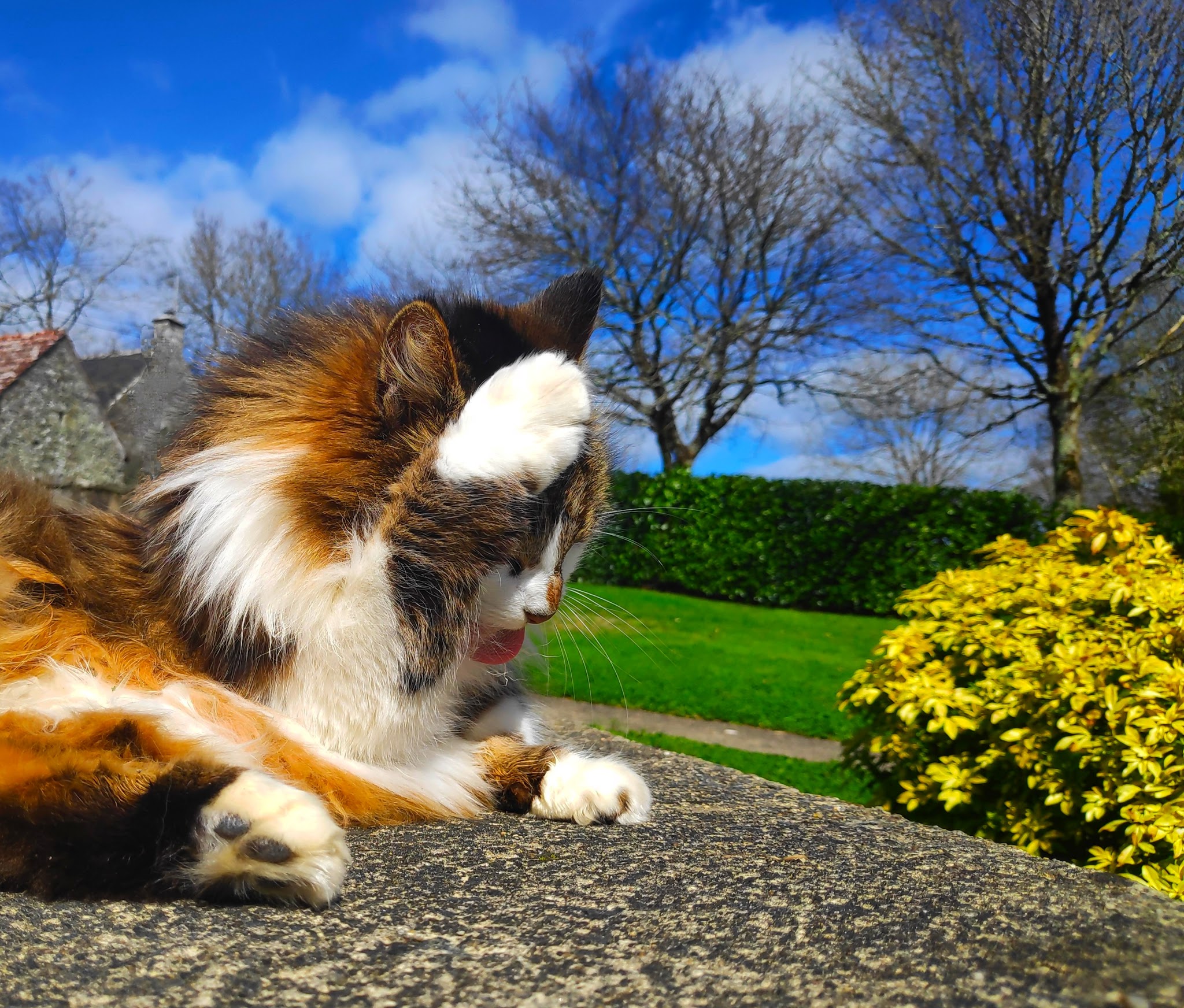 Kool Animaux 56 — photo