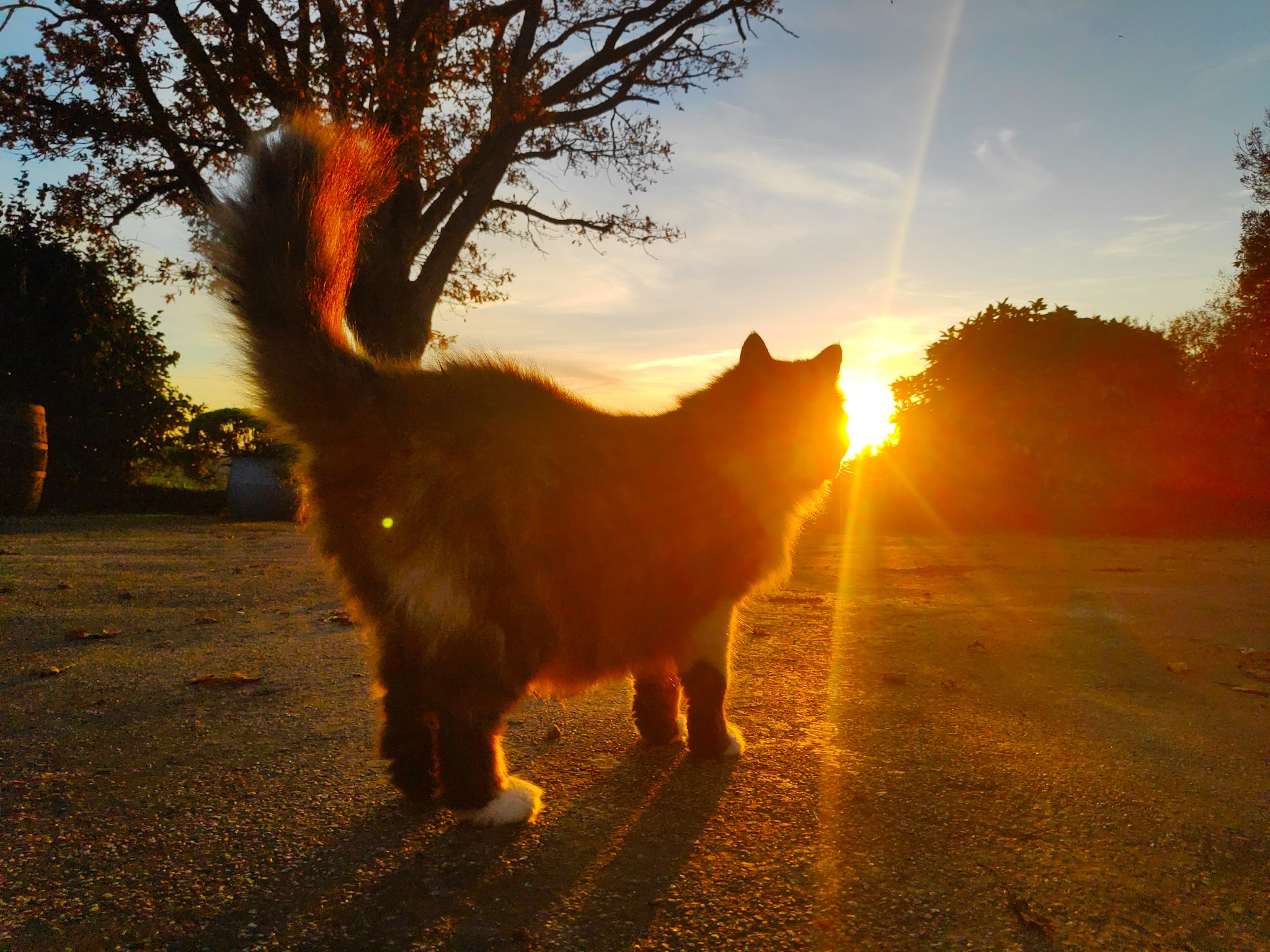 Kool Animaux 56 — photo