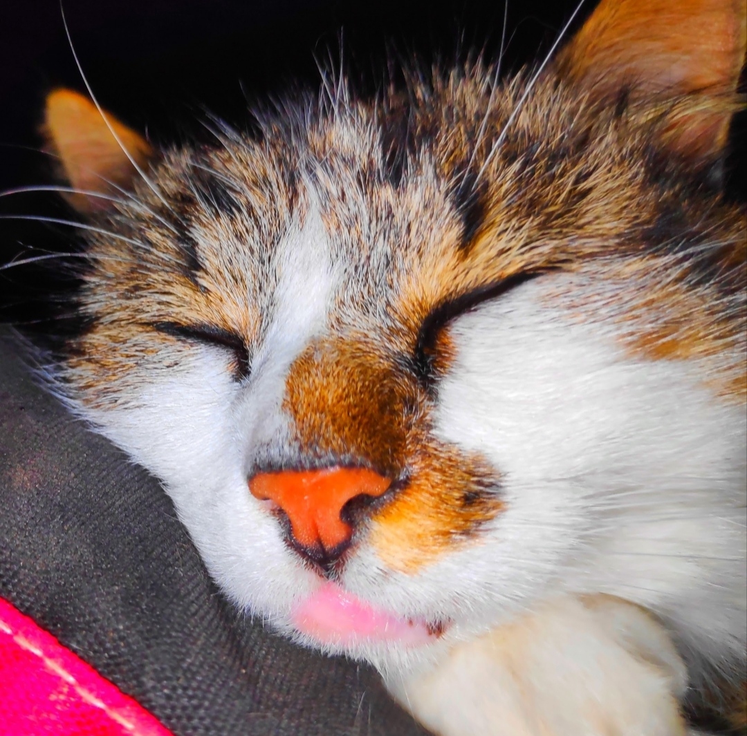 Kool Animaux 56 — photo