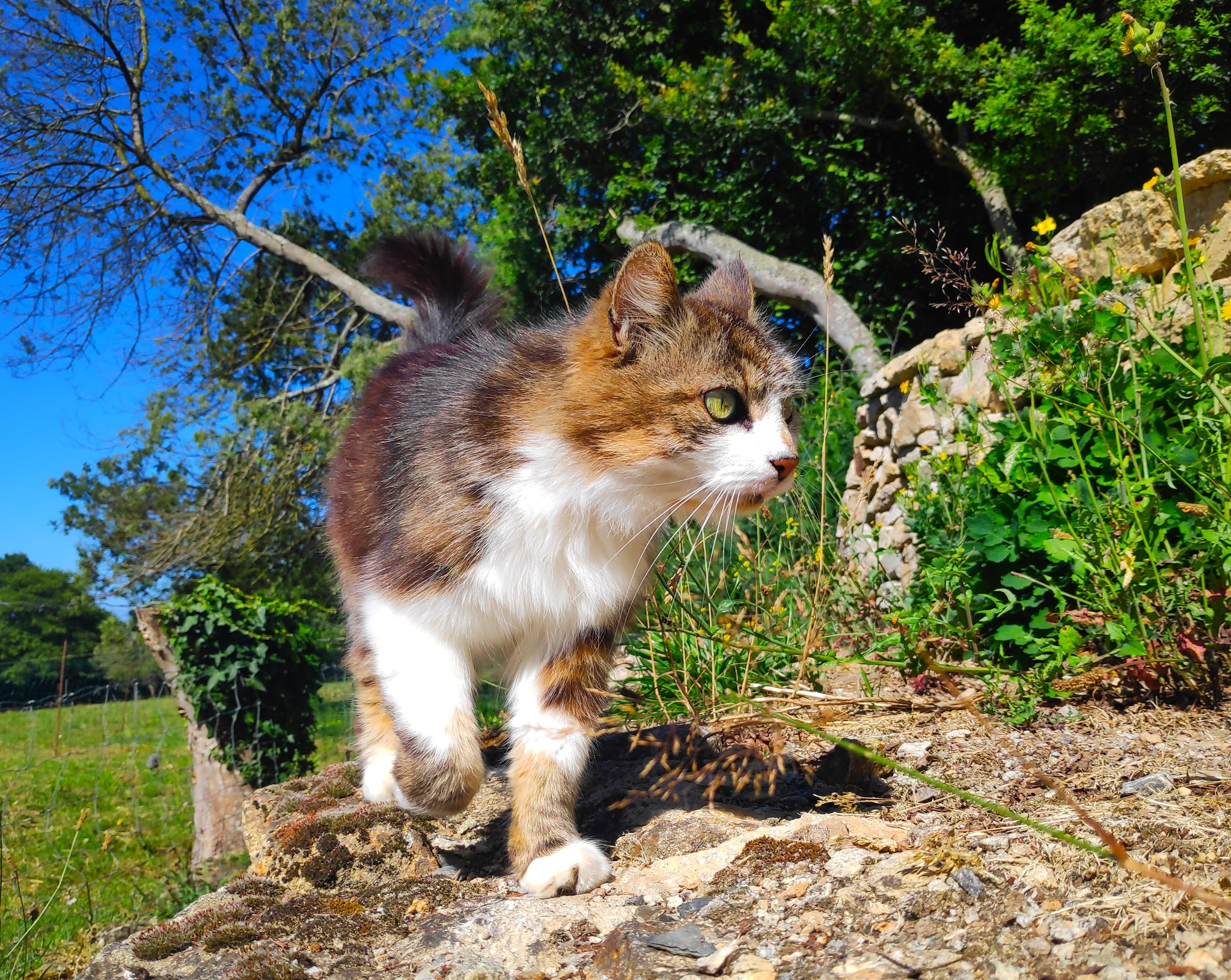 Kool Animaux 56