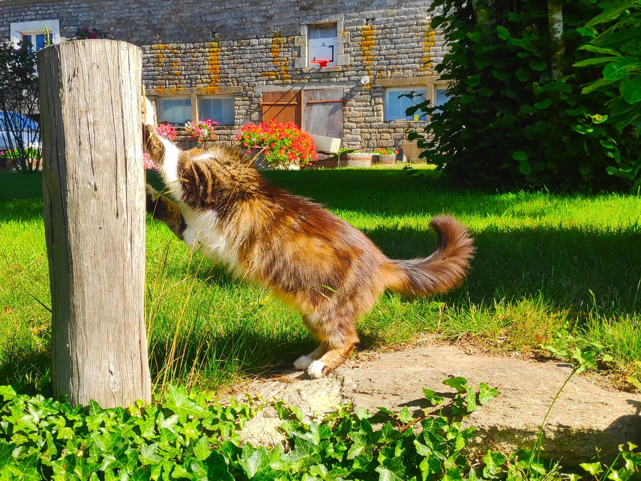 Kool Animaux 56 — photo