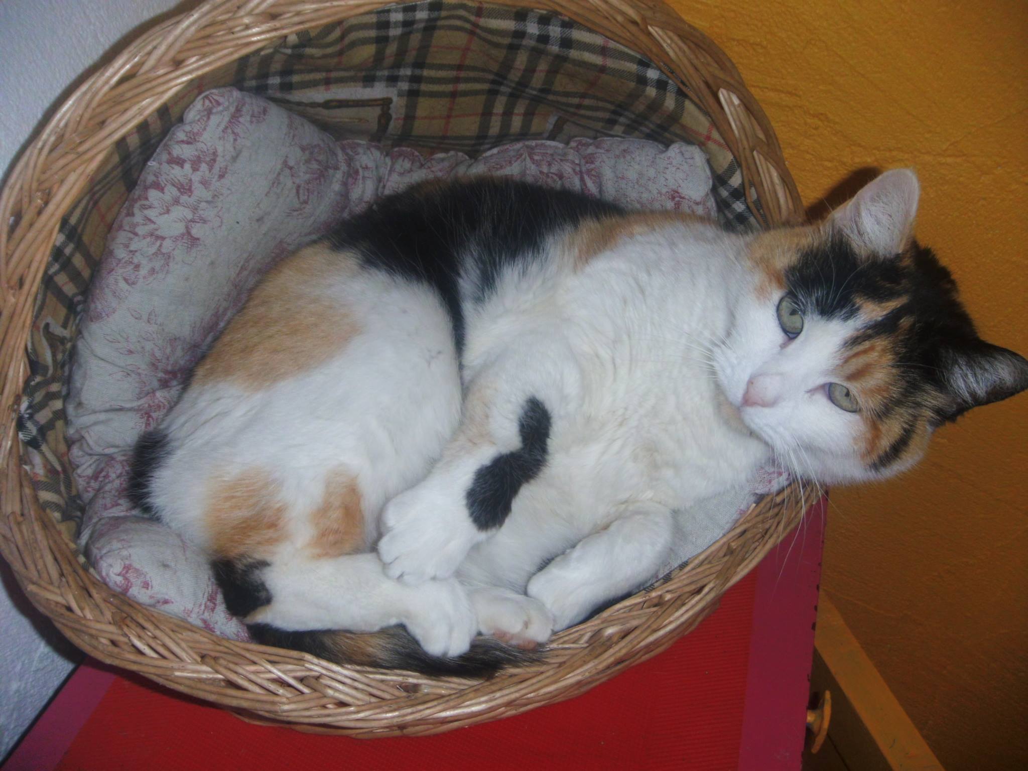 PENSION CHIENS ET CHATS IXARDEL — photo