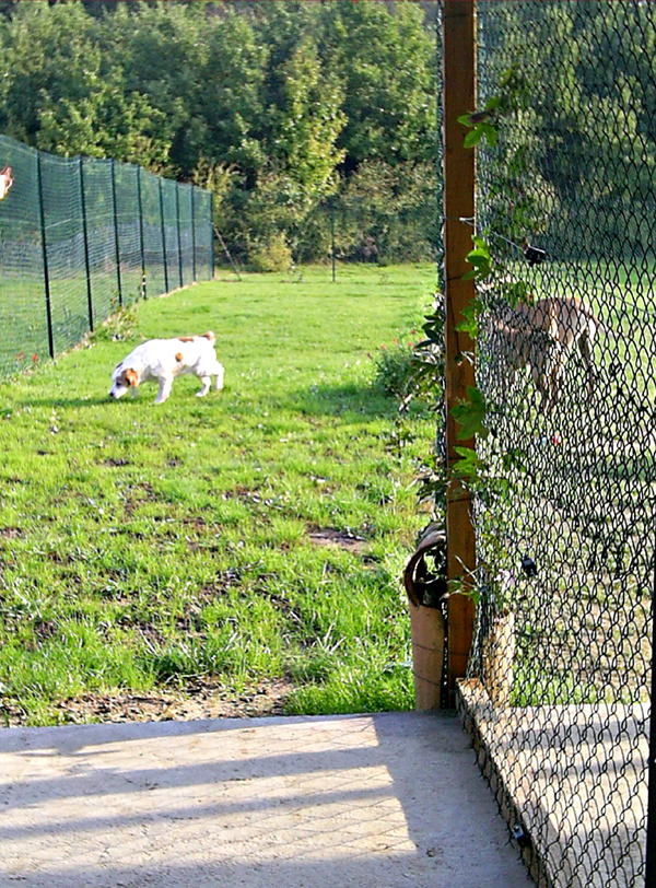 PENSION CHIENS ET CHATS IXARDEL — photo
