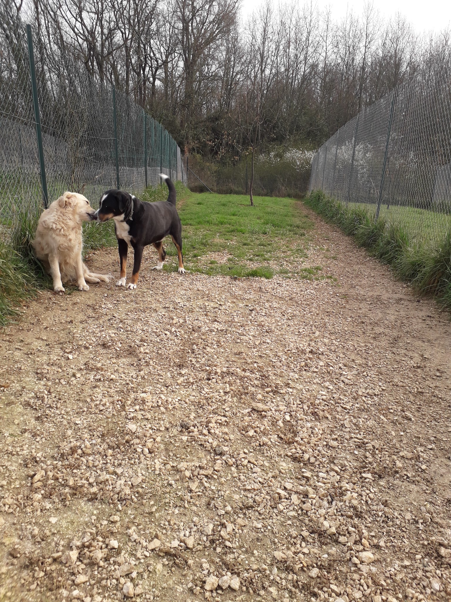 PENSION CHIENS ET CHATS IXARDEL