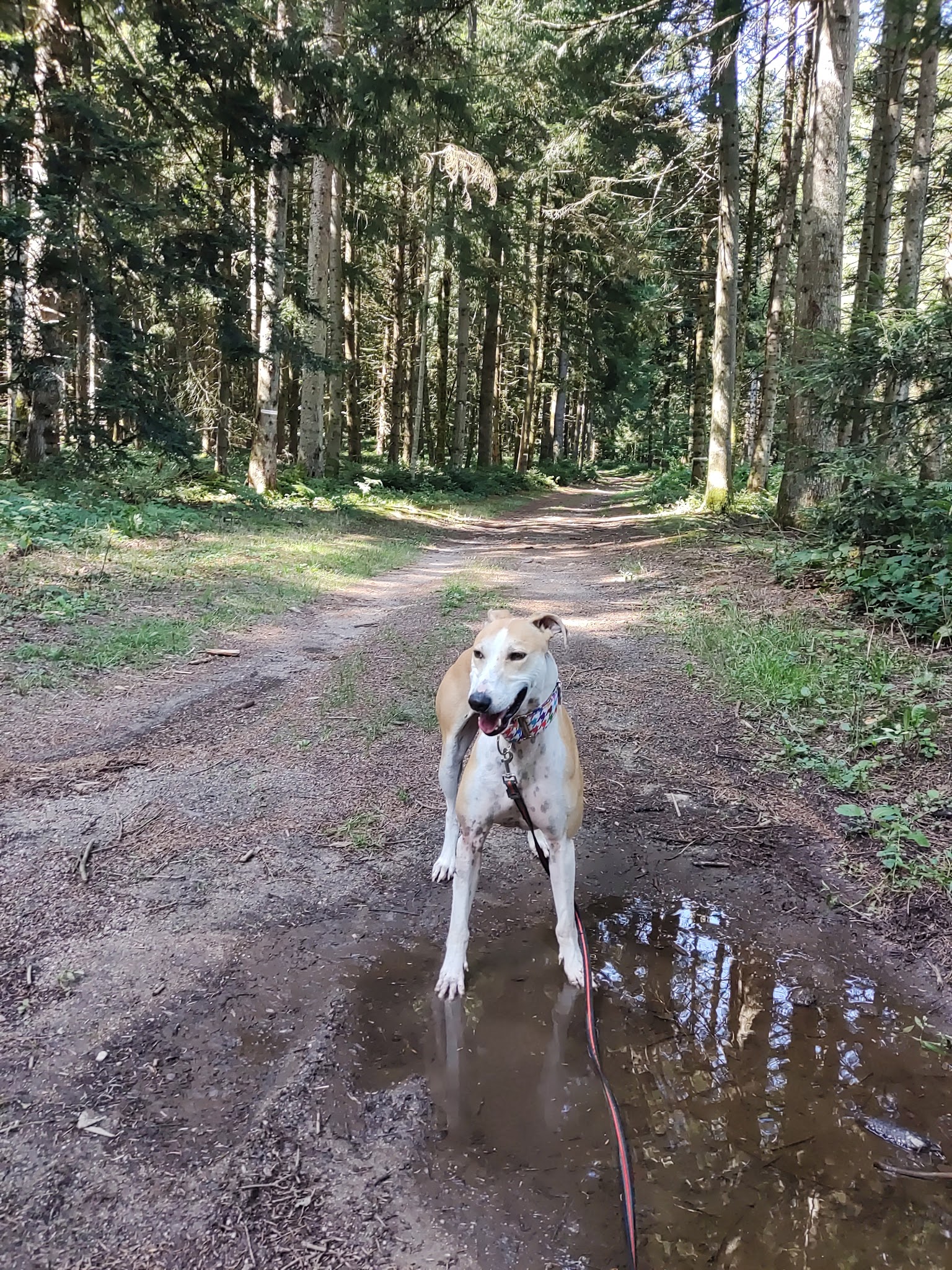 La Meute du Livradois - pension canine 63 — photo