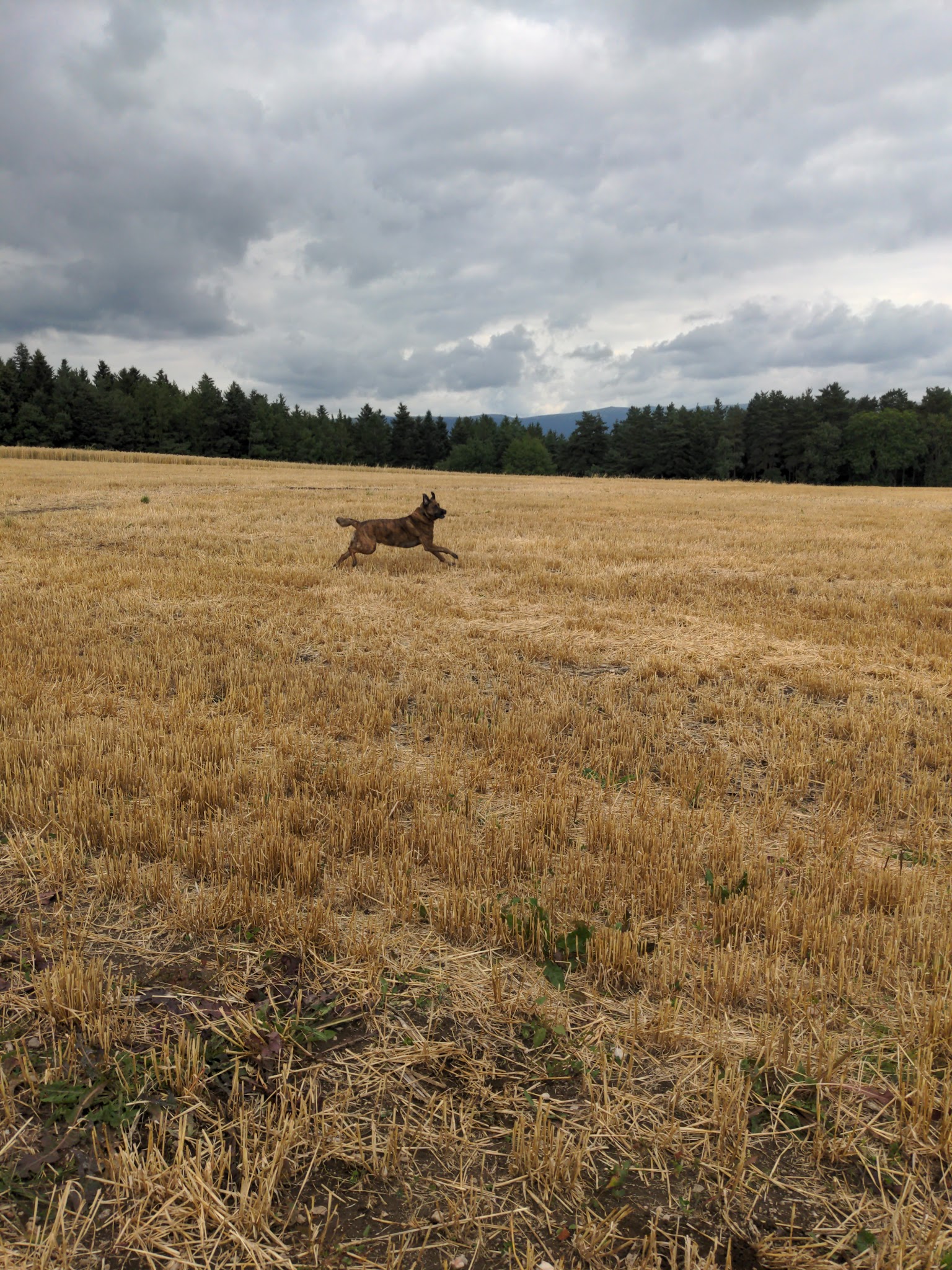 La Meute du Livradois - pension canine 63 — photo