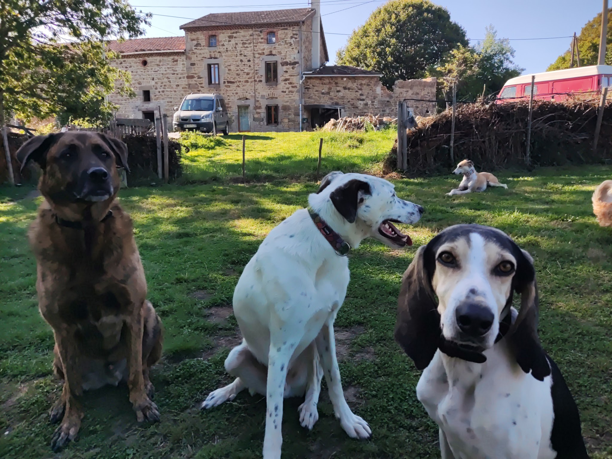 La Meute du Livradois - pension canine 63 — photo