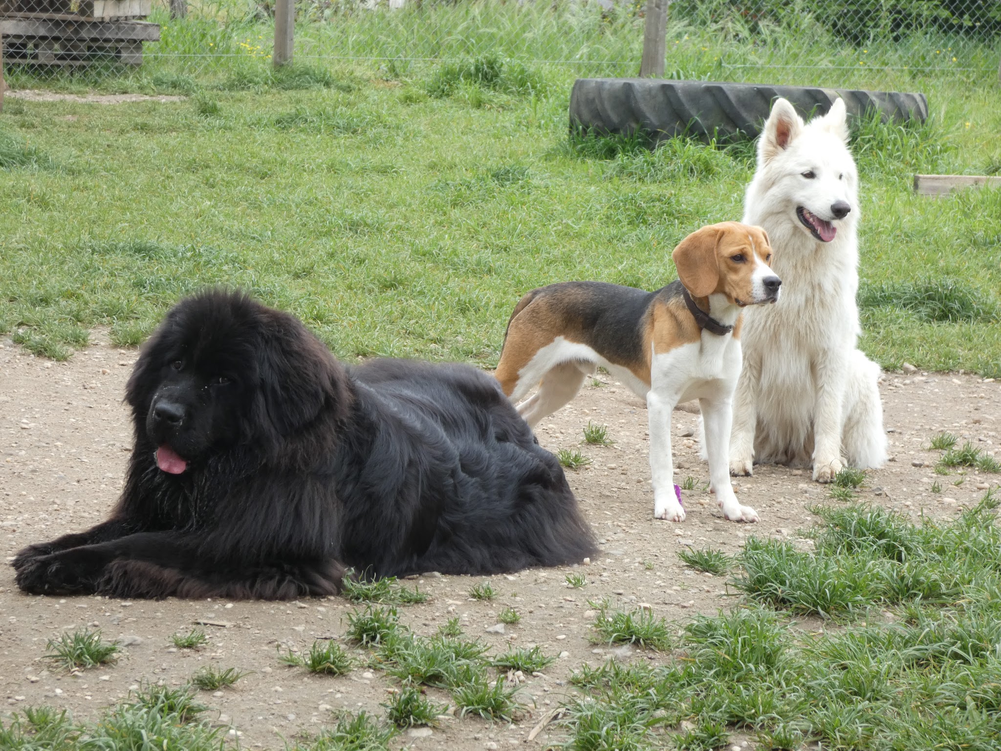 Dog's & cat's récré — photo