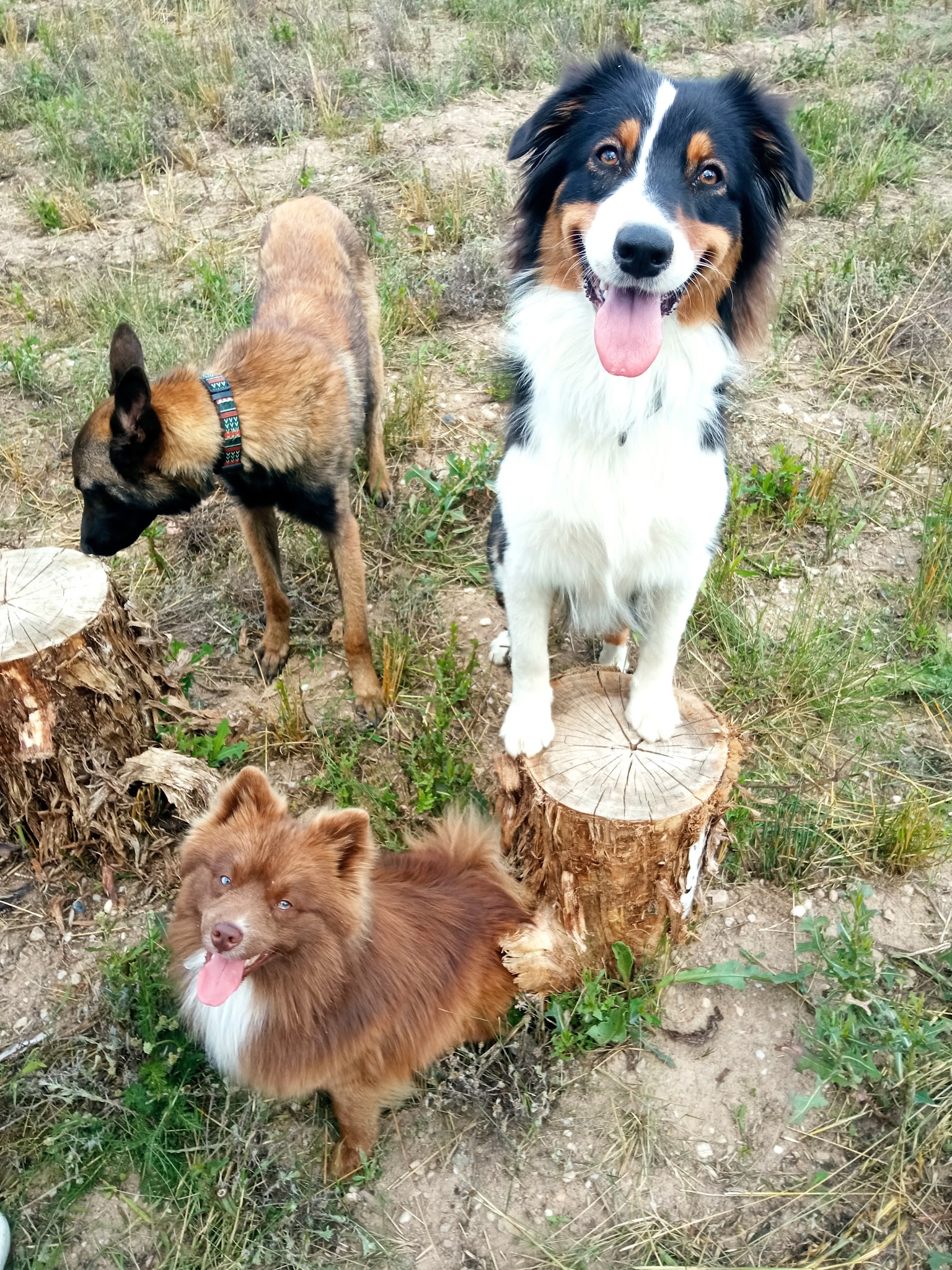 Dog's & cat's récré — photo