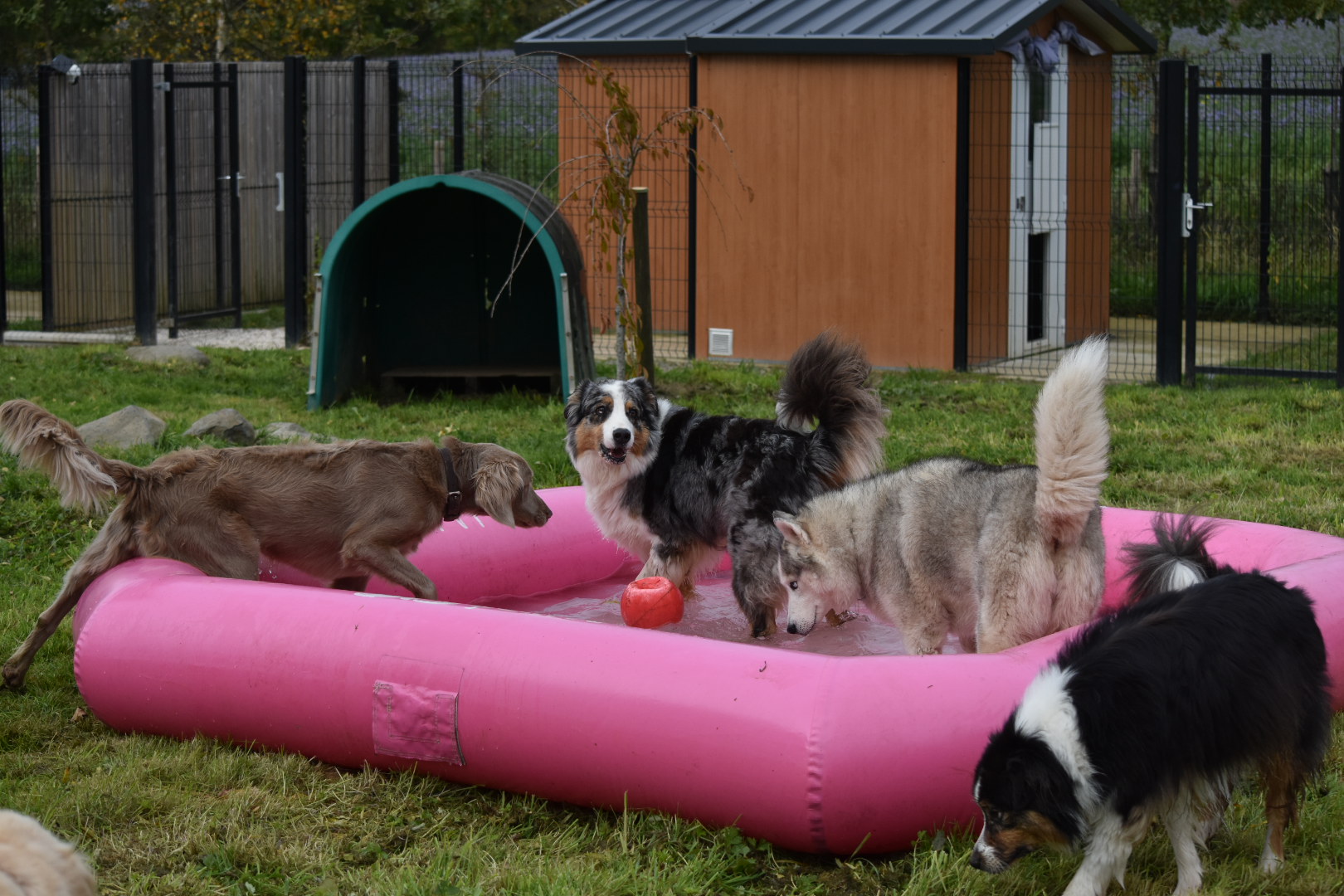 La Colo de Maestro - pension canine — photo