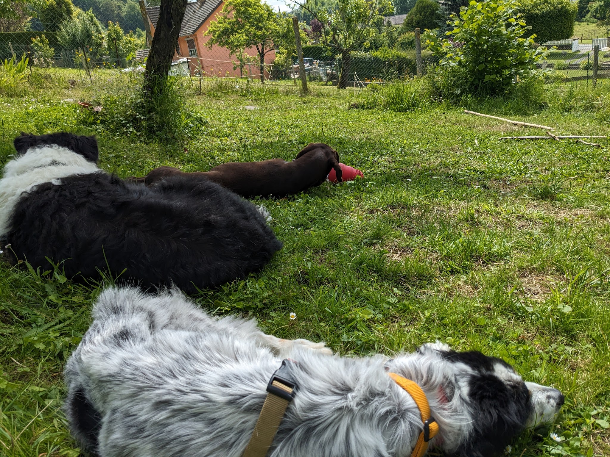 l'esprit libre , la truffe au vent — photo