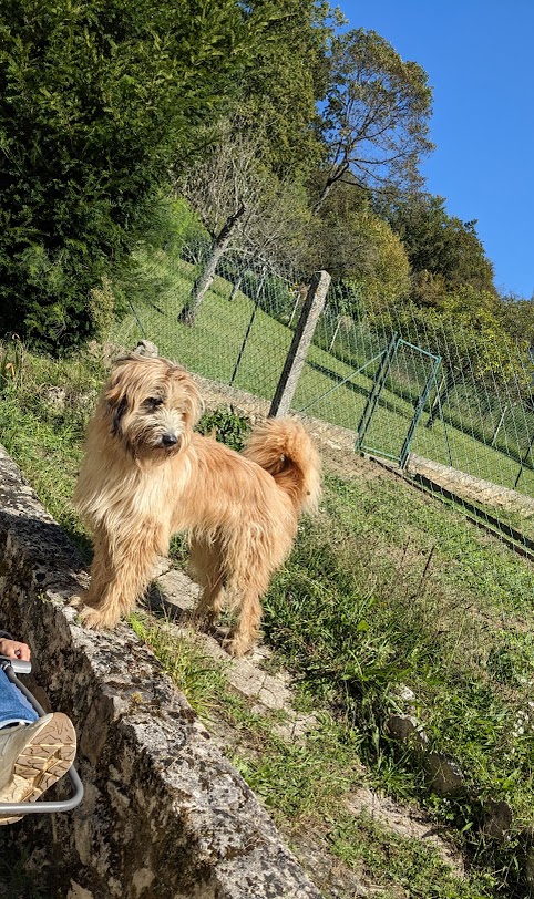 l'esprit libre , la truffe au vent — photo