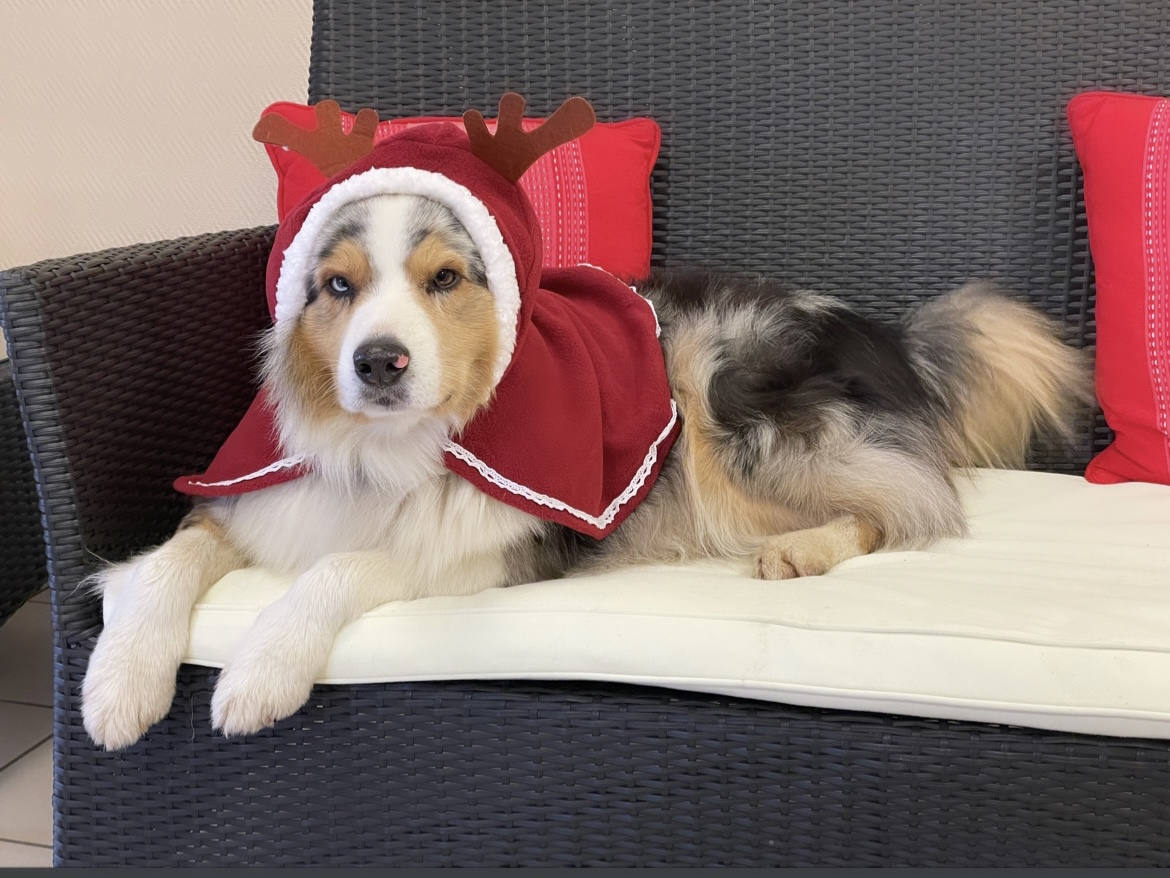 Un peu de toi - Médiation par l’animale /Pet Sitting/ Zoothérapie / Médiation animale — photo